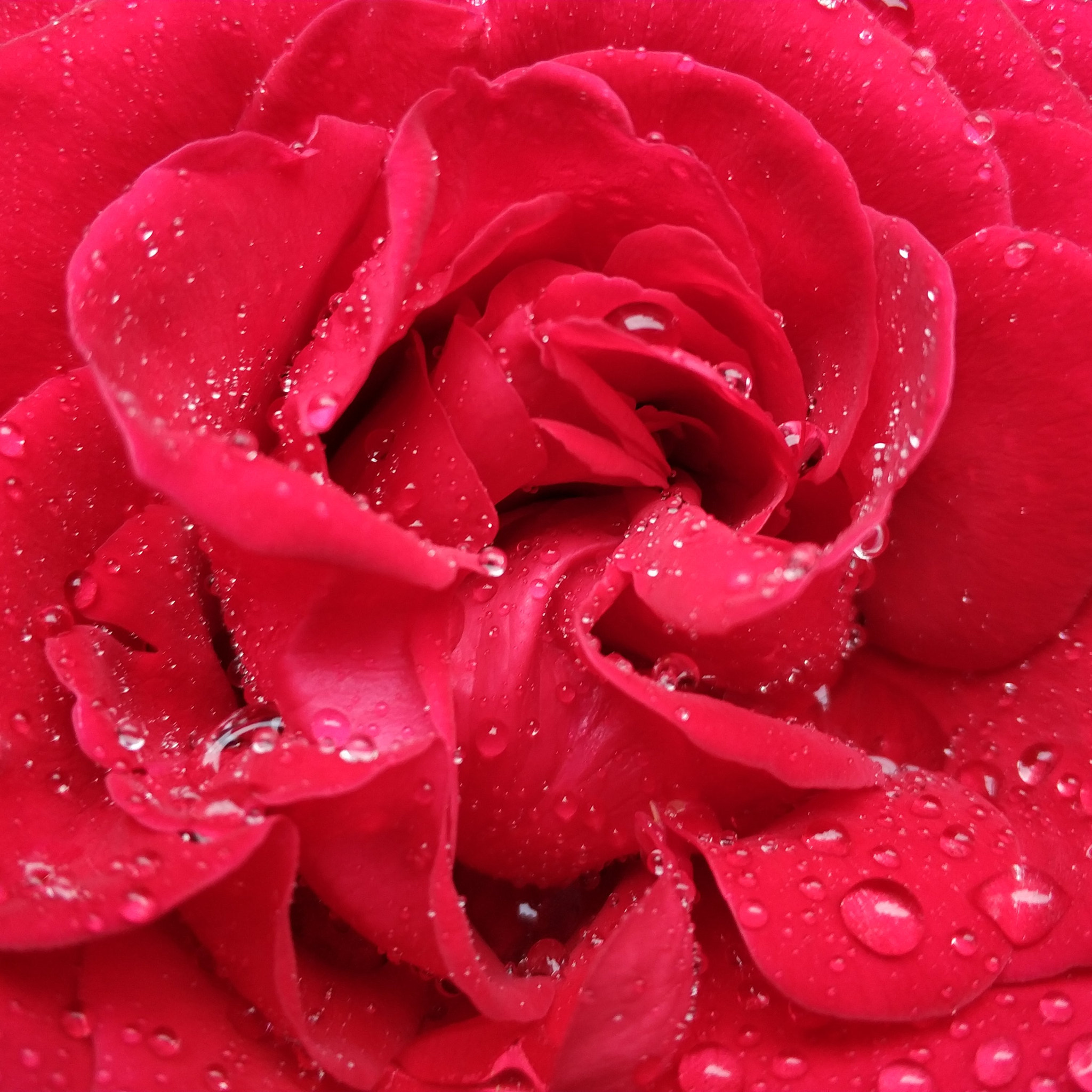 Xiaomi MI6 sample photo. Red photography