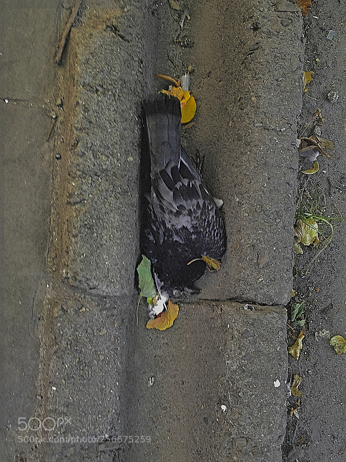 Apple iPhone 4S sample photo. Aaa photography