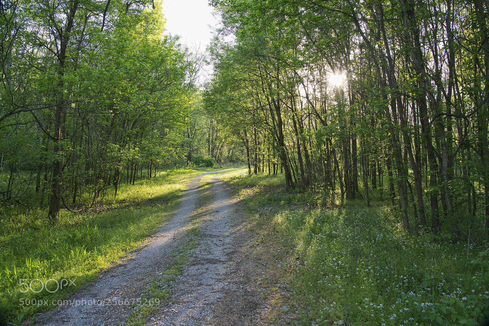 Sony a7R II sample photo. Spring walk photography
