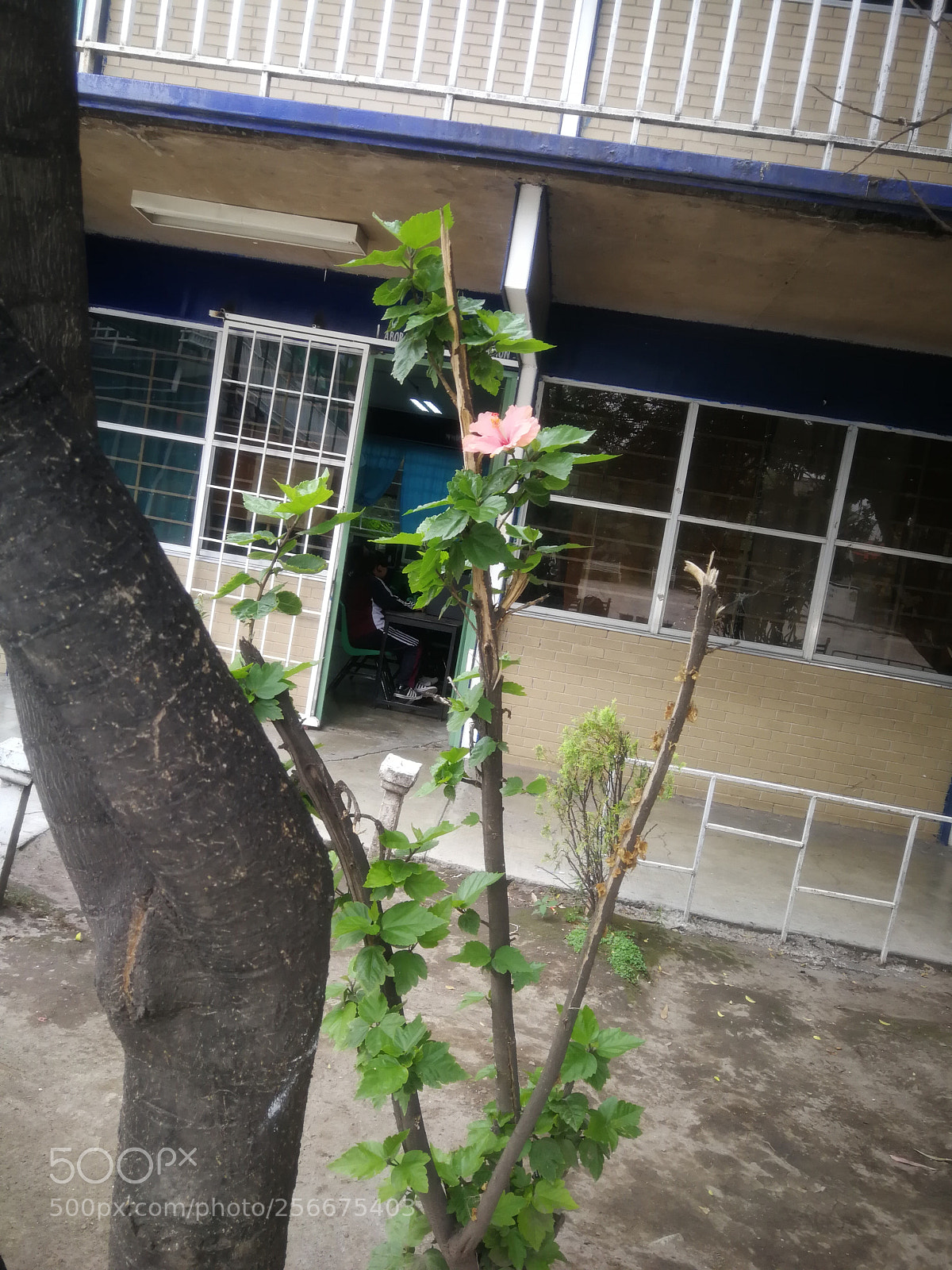HUAWEI P10 sample photo. Untitled photography