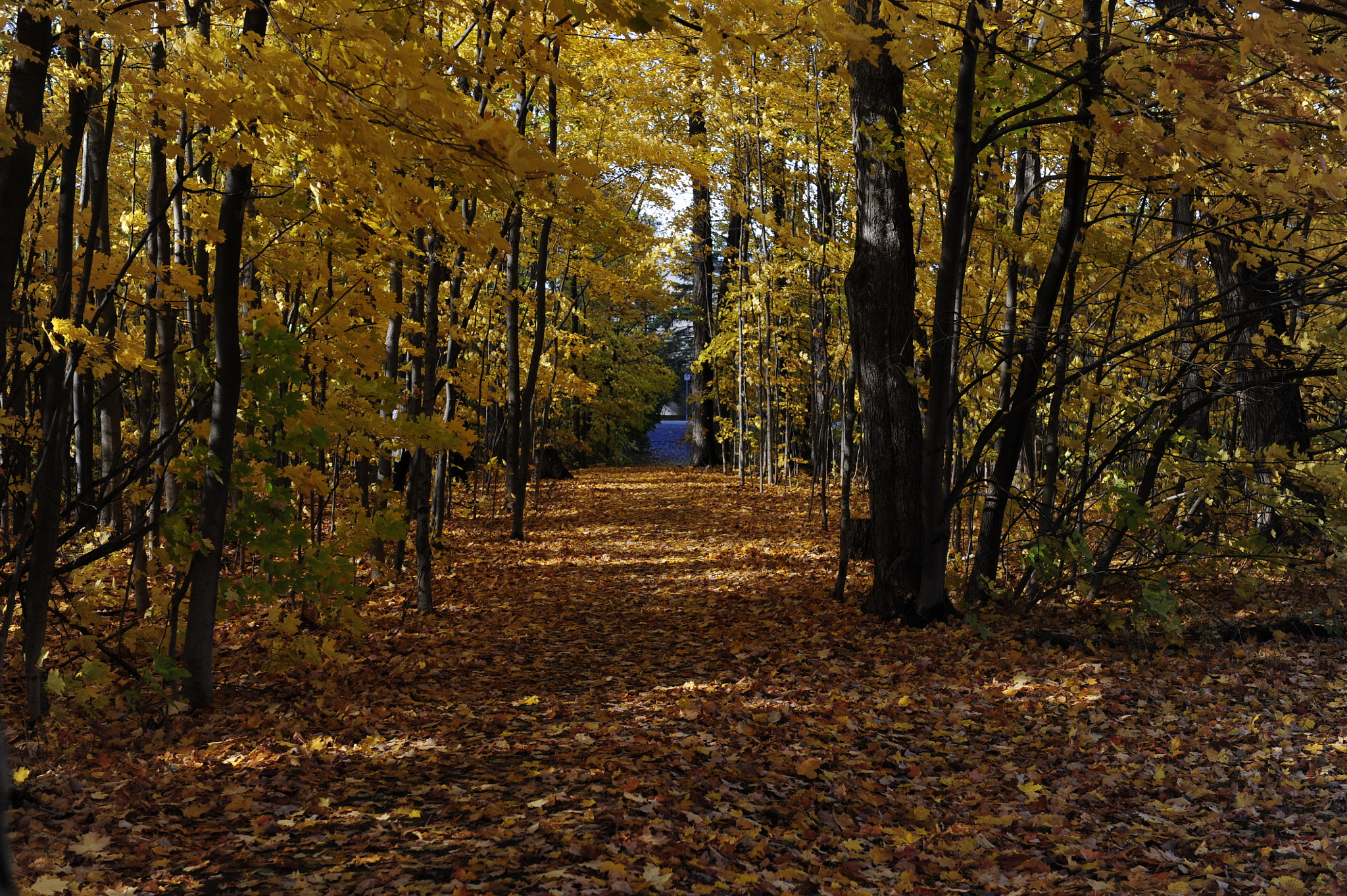 Nikon D700 sample photo. Leafs turning colours photography