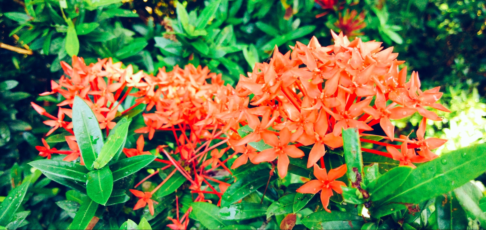 vivo V9 6GB sample photo. Santan/ ixora coccinea photography