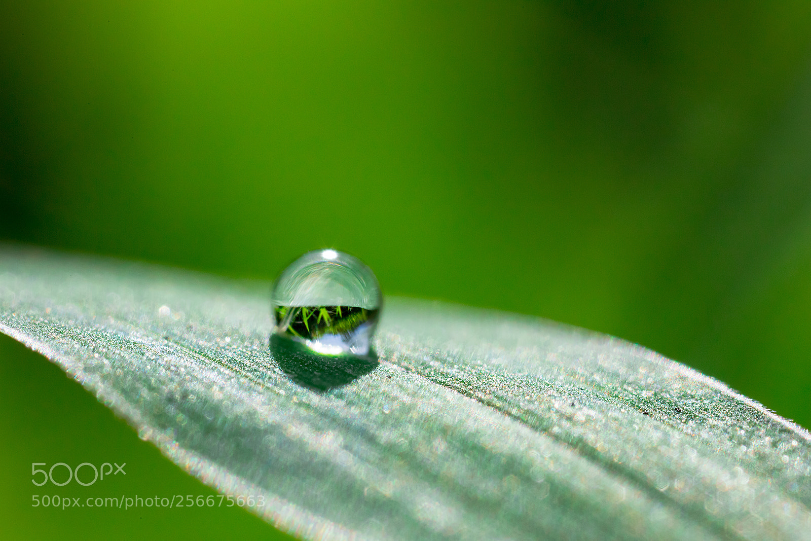 Canon EOS 6D Mark II sample photo. Crystal ball photography