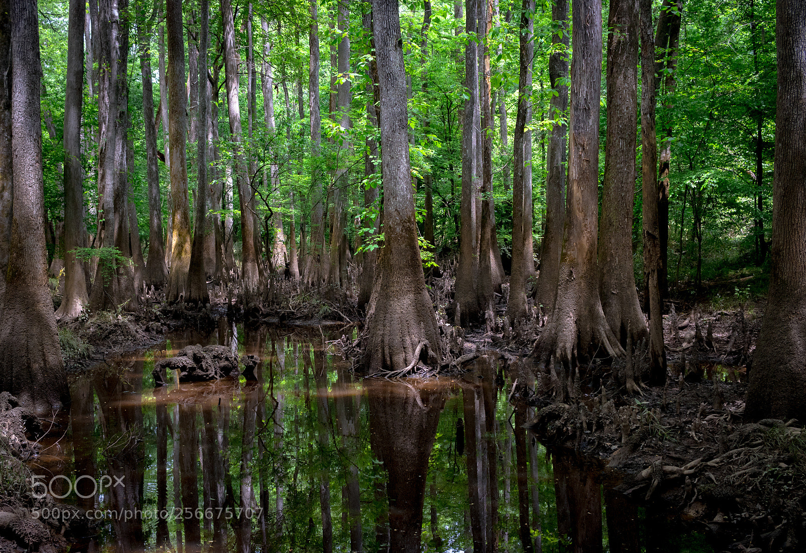 Canon EOS 750D (EOS Rebel T6i / EOS Kiss X8i) sample photo. Reflecting in congaree national photography