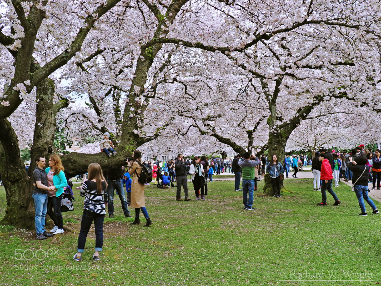 Olympus OM-D E-M1 Mark II sample photo. The cherry trees photography