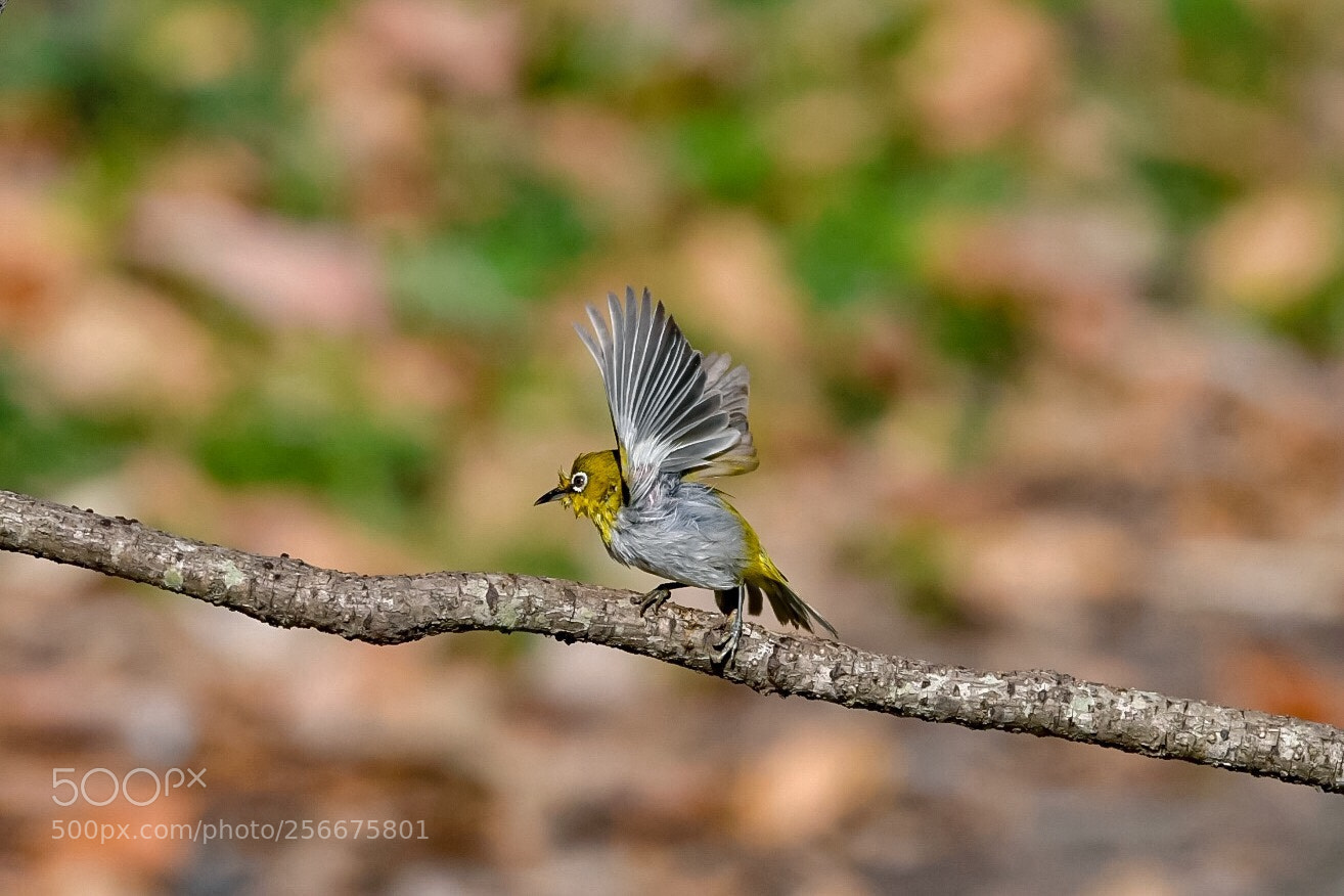 Nikon D500 sample photo. Freedom photography