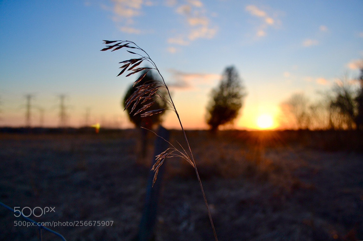 Nikon D3100 sample photo. Untitled photography