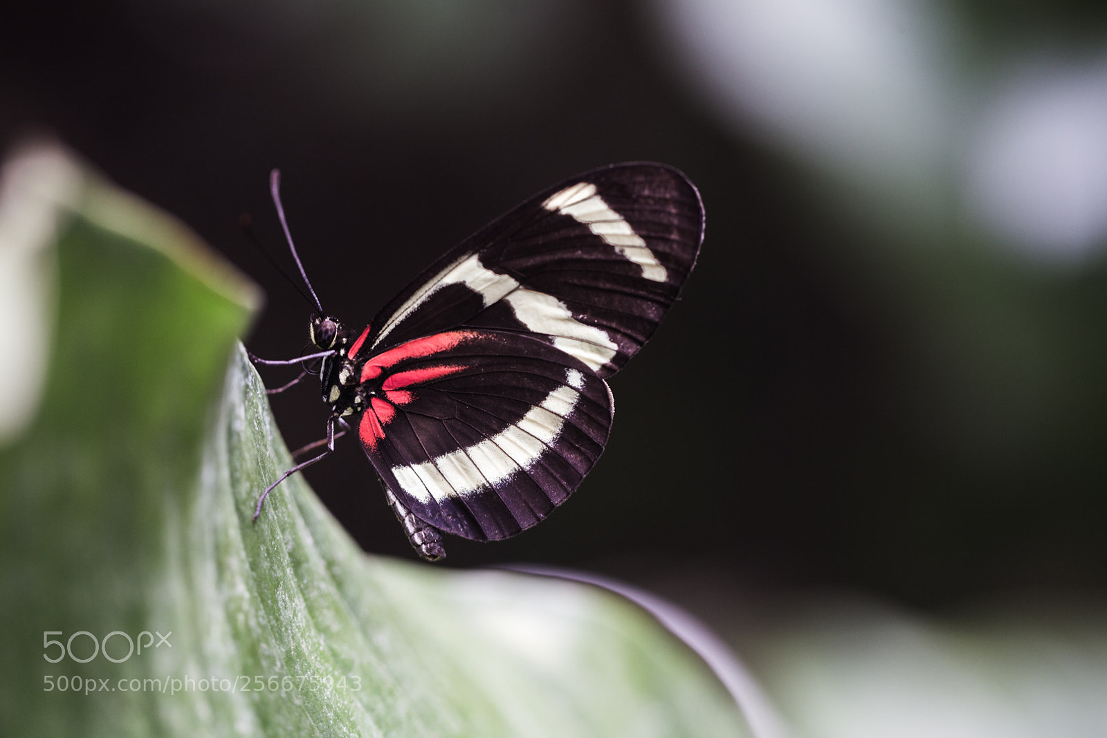 Canon EOS-1D X sample photo. Macro addict photography