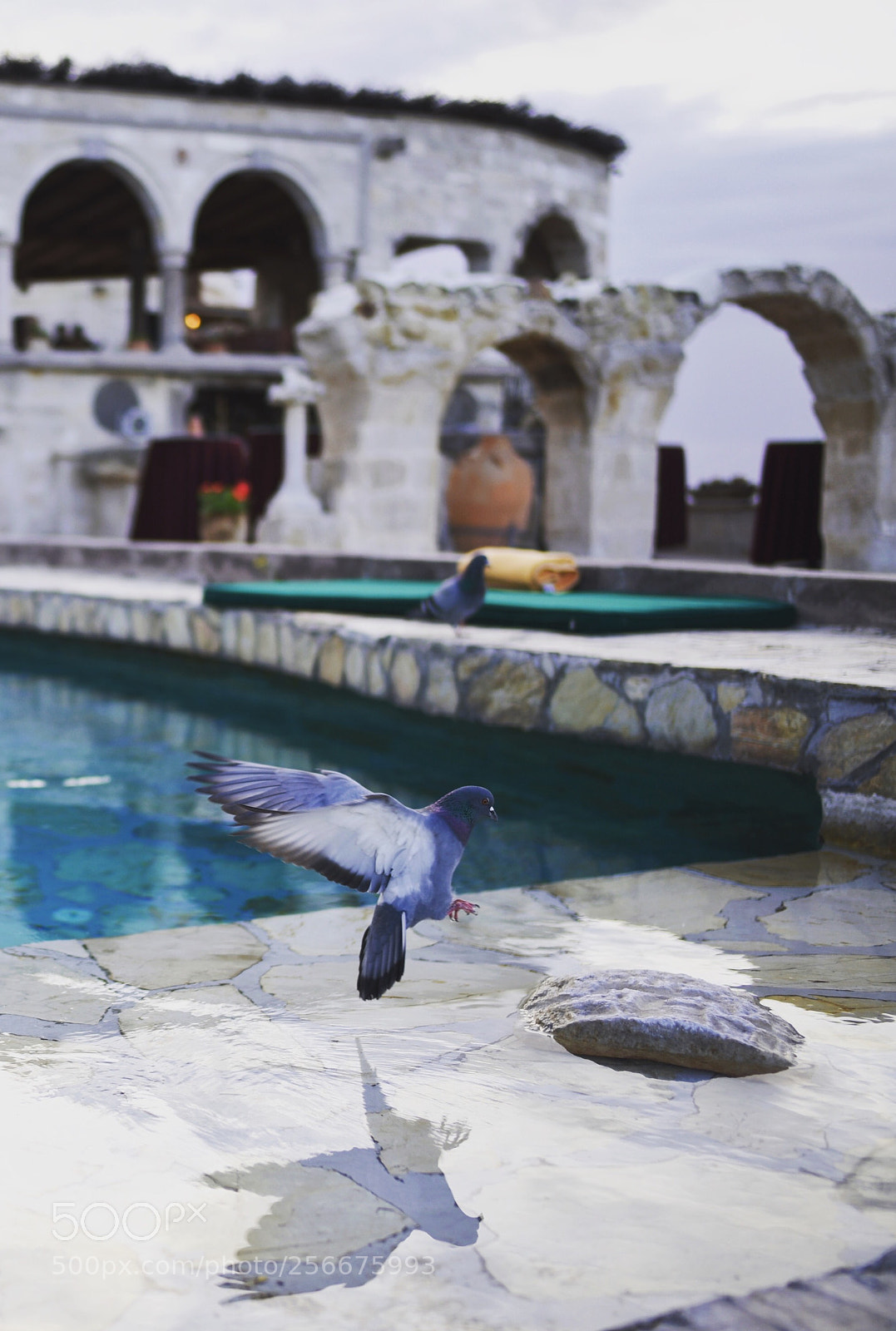 Nikon D810 sample photo. Fly photography