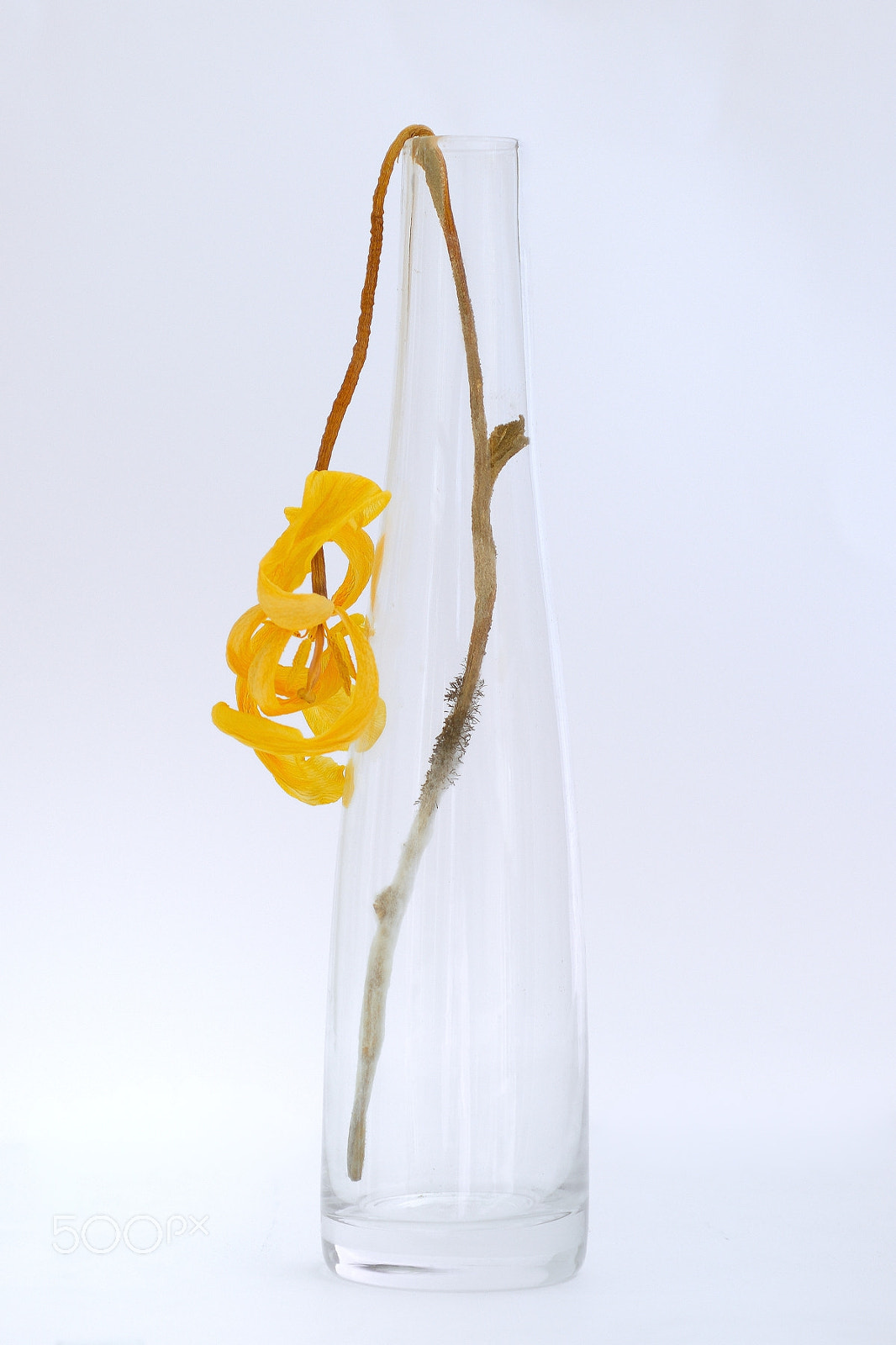 Nikon D800 sample photo. Yellow still life photography