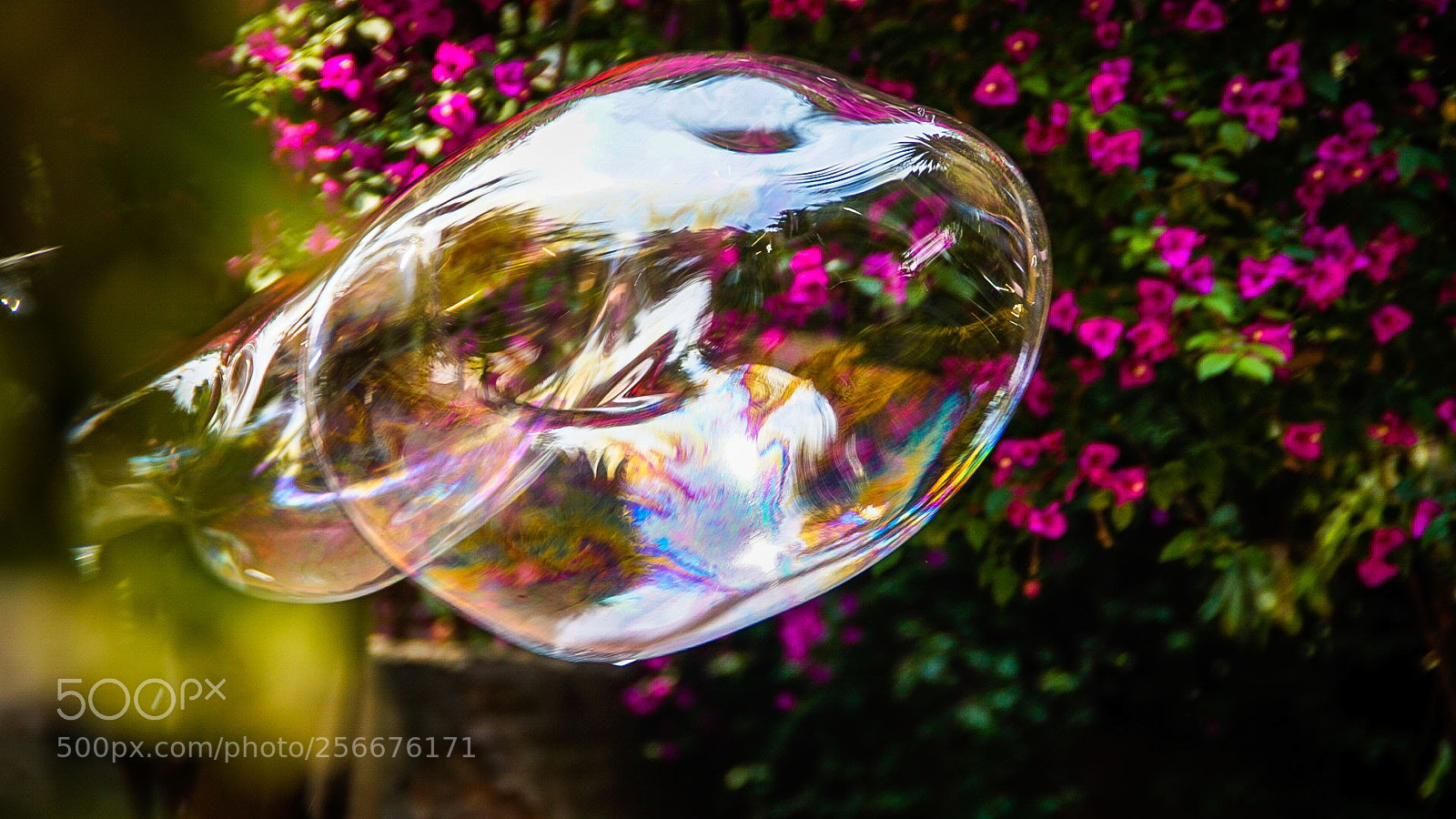 Sony a6000 sample photo. Bubble & bugambilias (mexican flowers) photography
