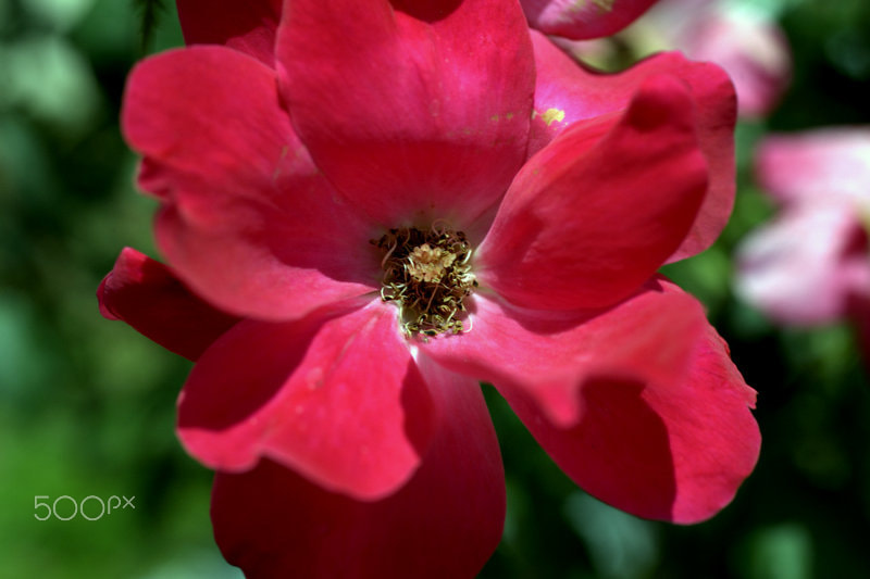 Canon EOS 5D Mark II sample photo. Flower in bloom photography