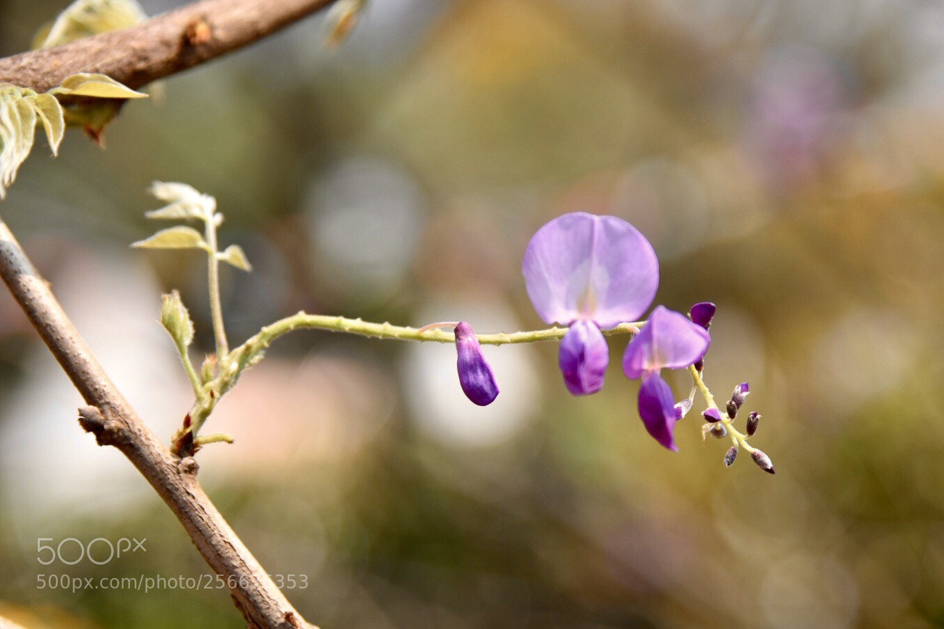 Nikon D750 sample photo. Hong kong (180506) photography