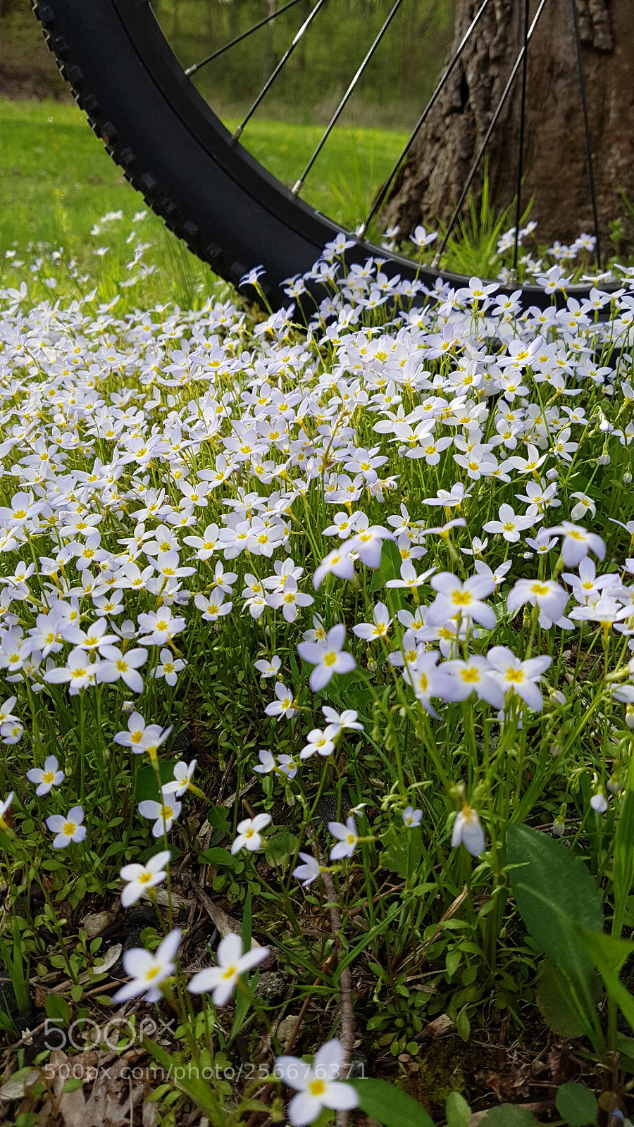 Samsung Galaxy S7 sample photo. Spring on the bike photography