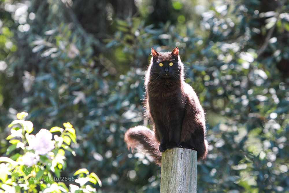 Canon EOS 7D sample photo. Ruler of all things photography