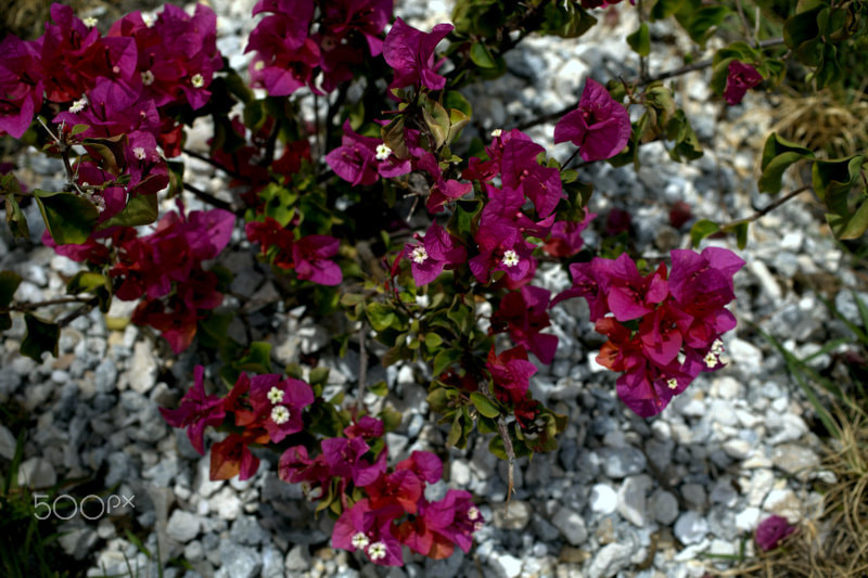 Canon EOS 5D Mark II sample photo. Flowers in the garden photography