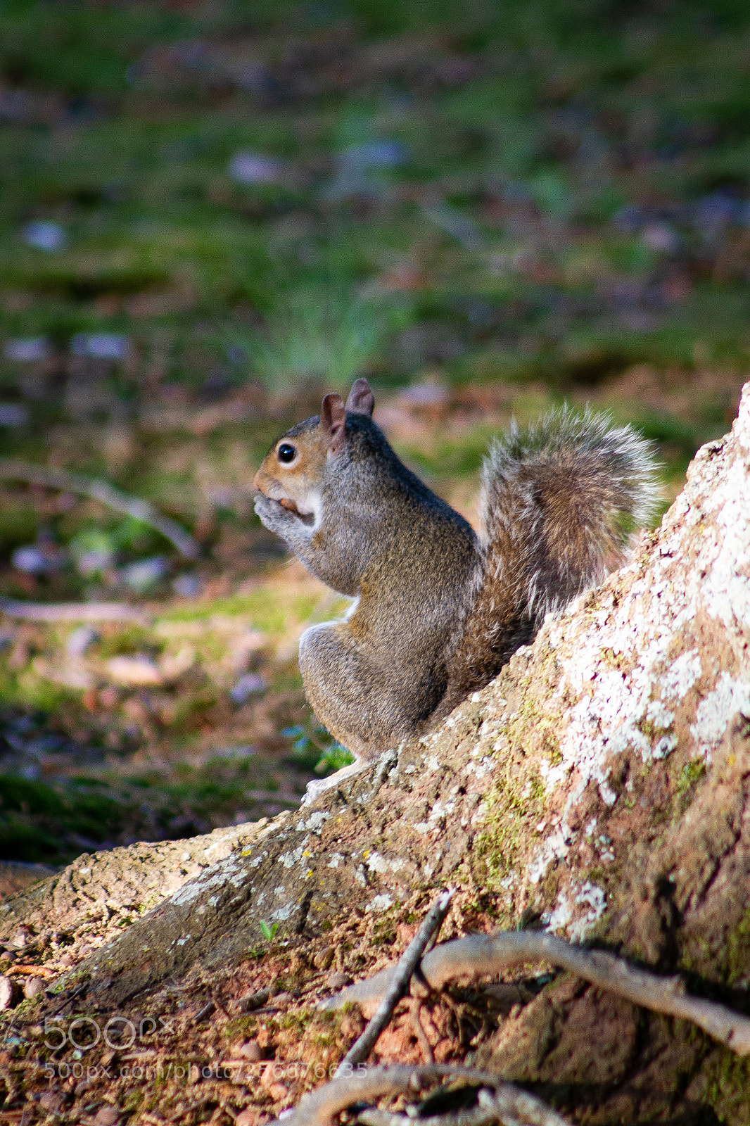 Canon EOS 7D sample photo. Squrel sitting down eating photography
