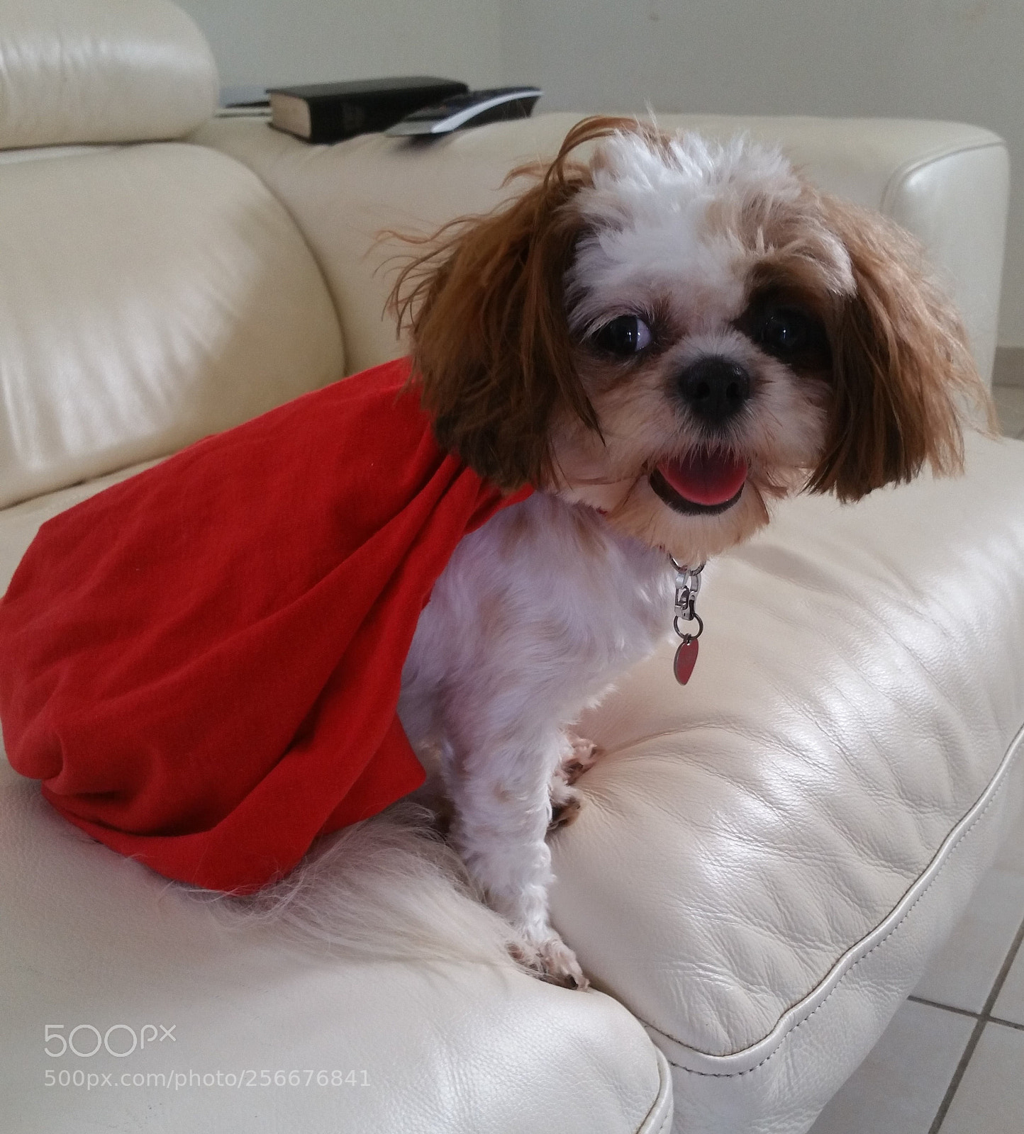Samsung Galaxy Note4 sample photo. Super dog photography
