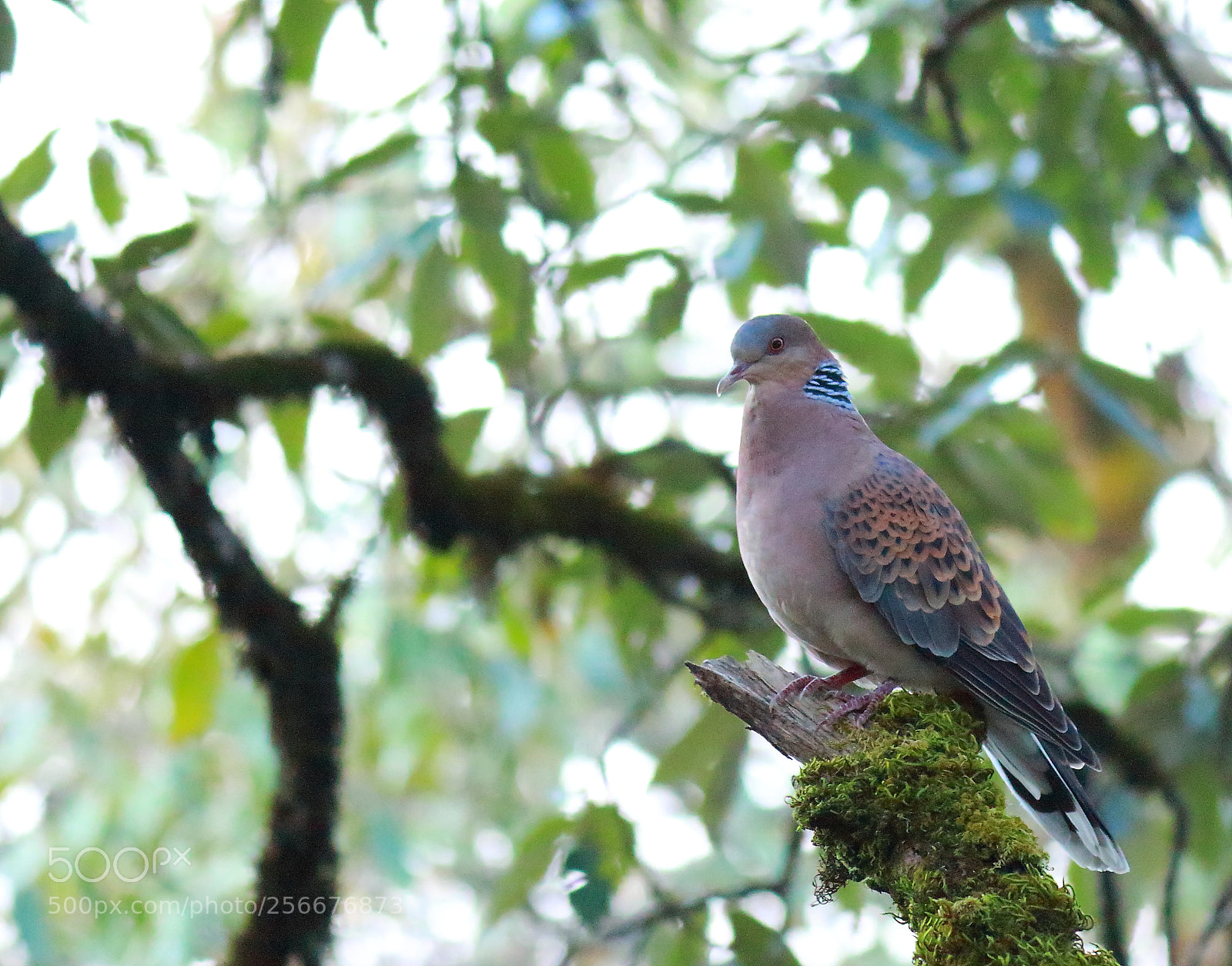 Canon EF-S 55-250mm F4-5.6 IS II sample photo. Oriental turtle dove photography