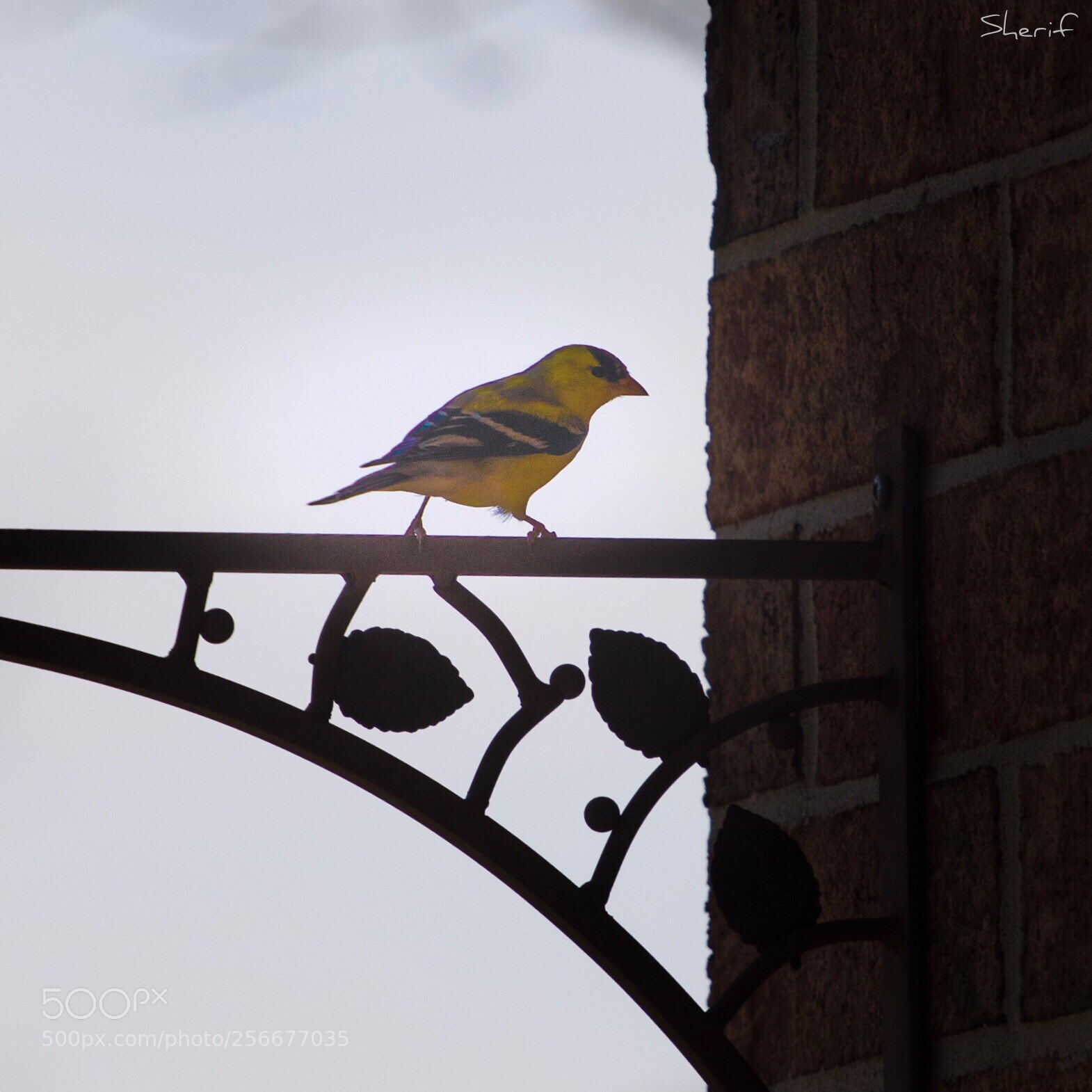 Canon EOS 750D (EOS Rebel T6i / EOS Kiss X8i) sample photo. My morning friend  photography