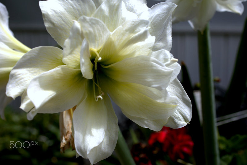 Canon EOS 5D Mark II sample photo. A flower in the garden photography