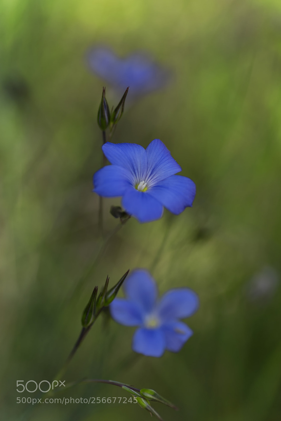 Nikon D750 sample photo. Tres flores tres tallos photography