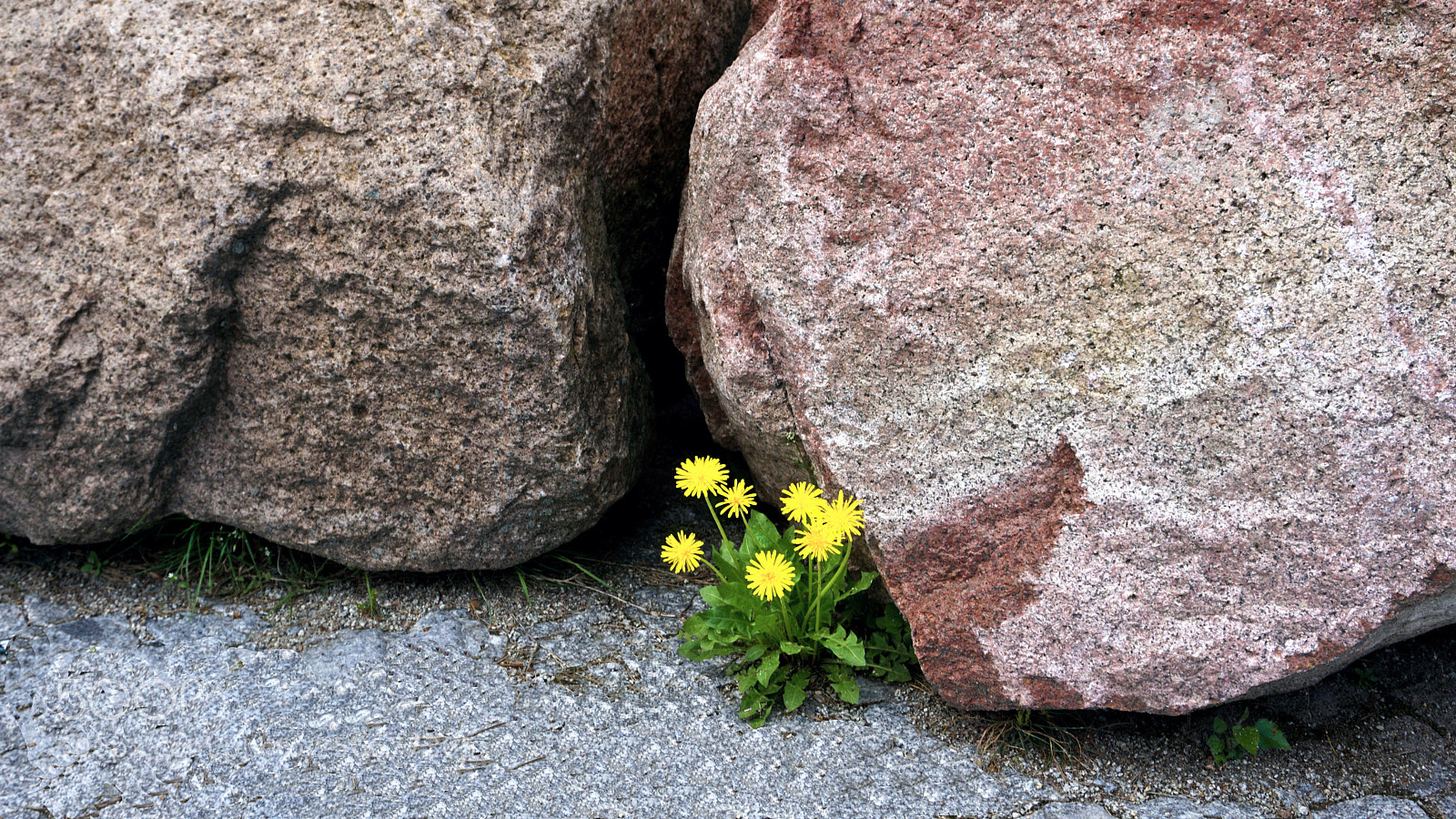 Sony a6000 sample photo. Plant on the stone photography