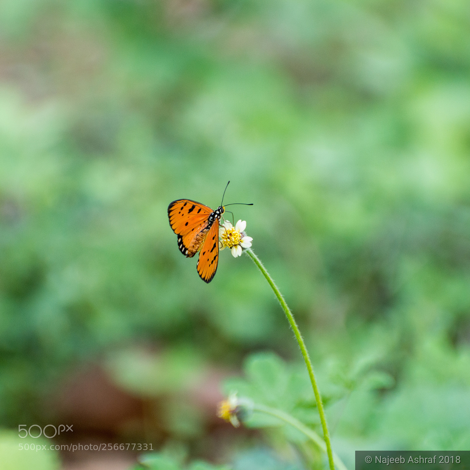 Nikon D3200 sample photo. Tawny coster photography