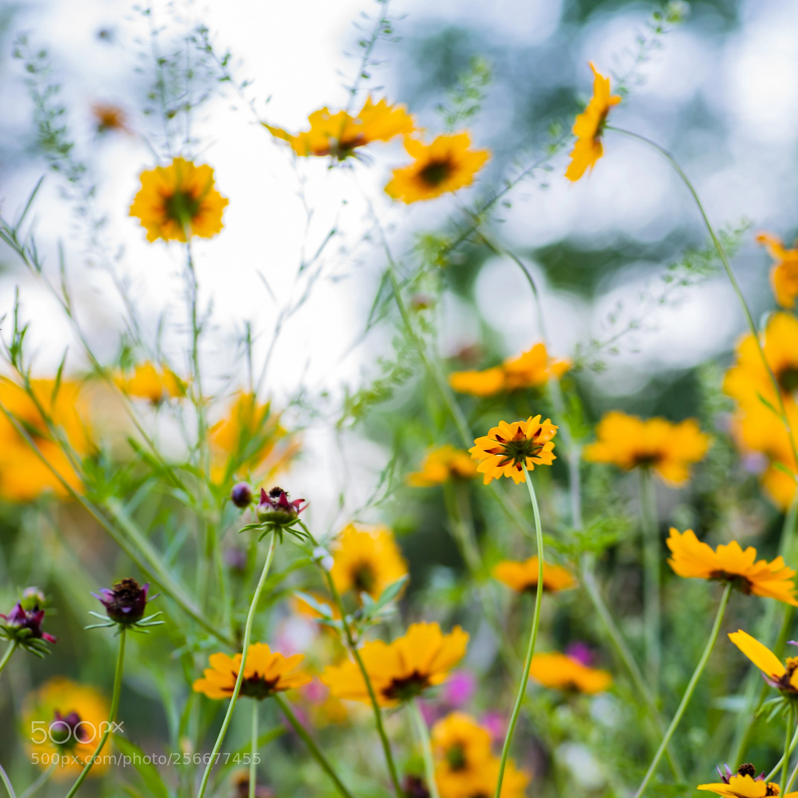Nikon D750 sample photo. Spring's wild flowers photography