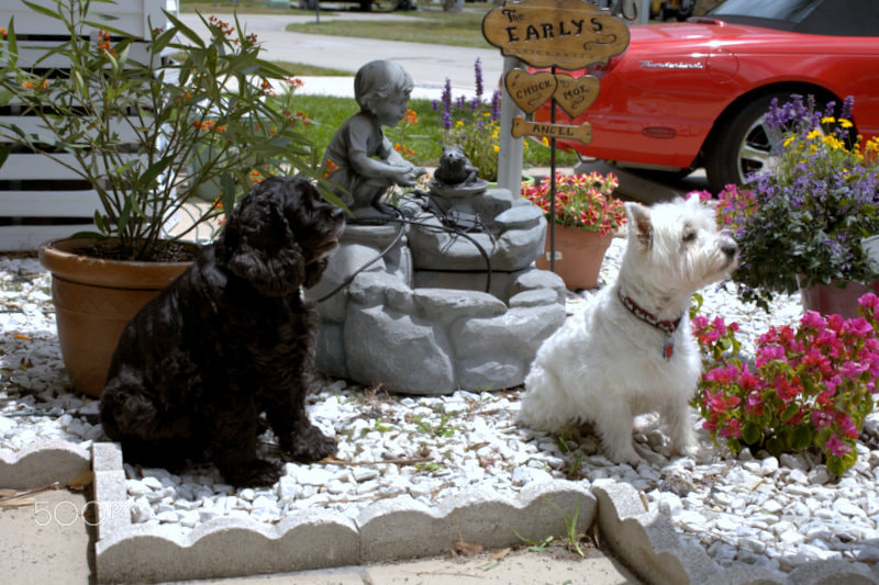 Canon EF 50mm F2.5 Macro sample photo. Mans best friend and his dogs photography