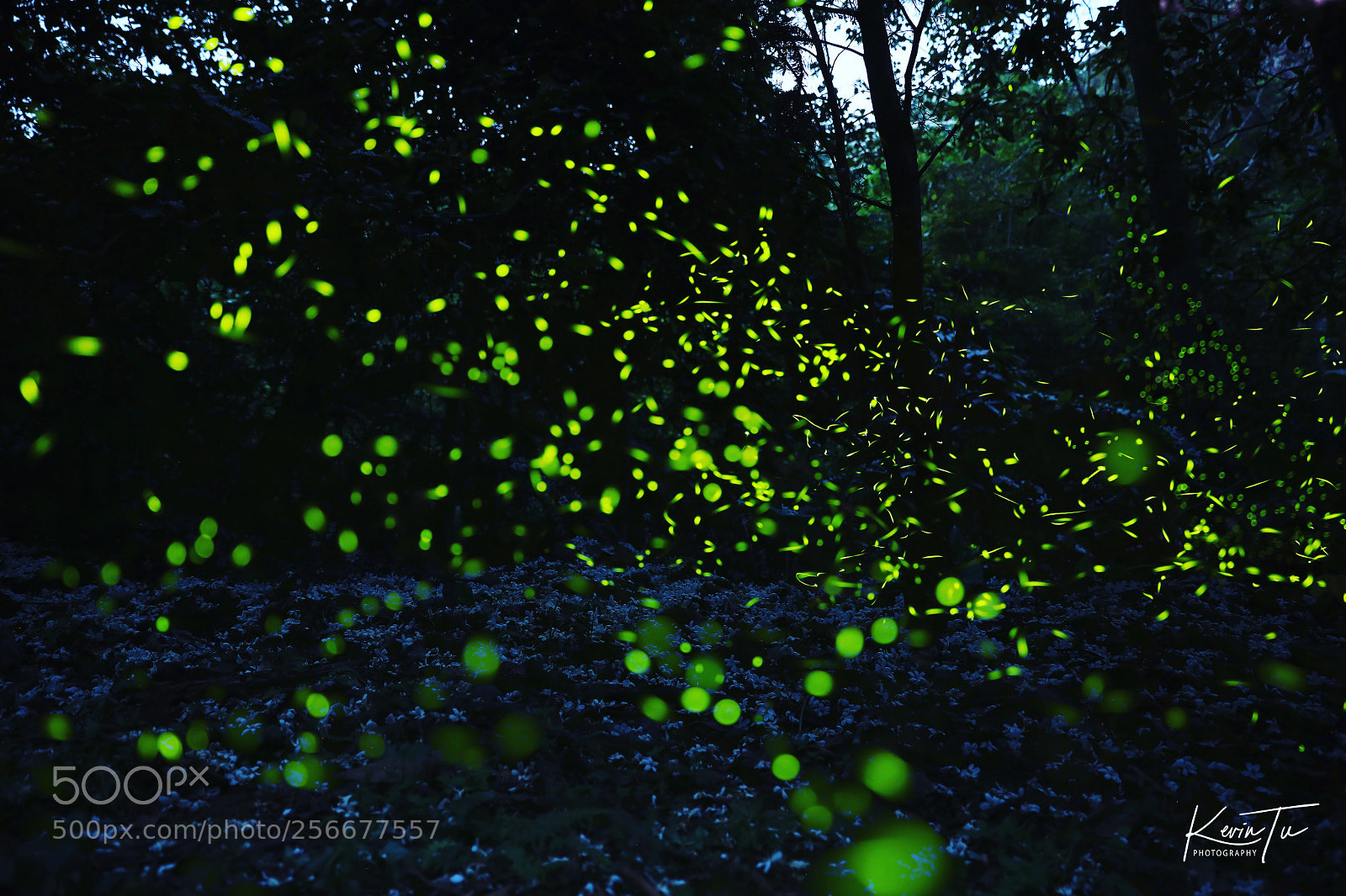 Canon EOS 5D Mark IV sample photo. Firefly photography