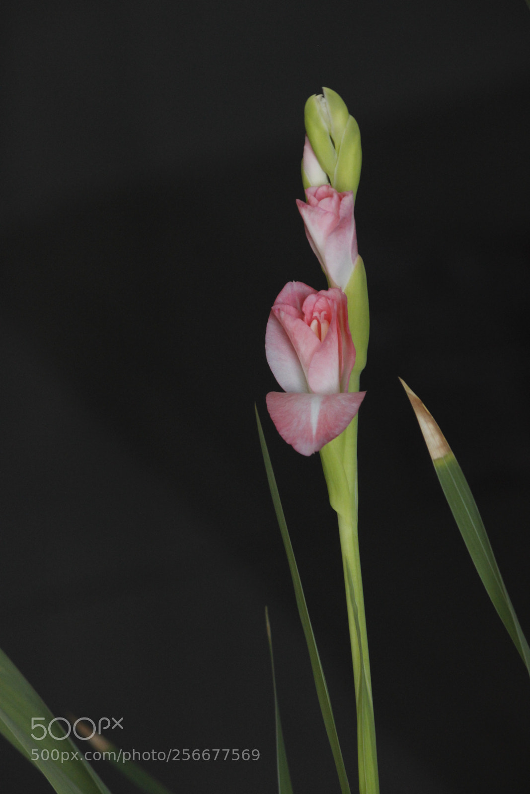 Canon EF-S 55-250mm F4-5.6 IS II sample photo. Untitled photography