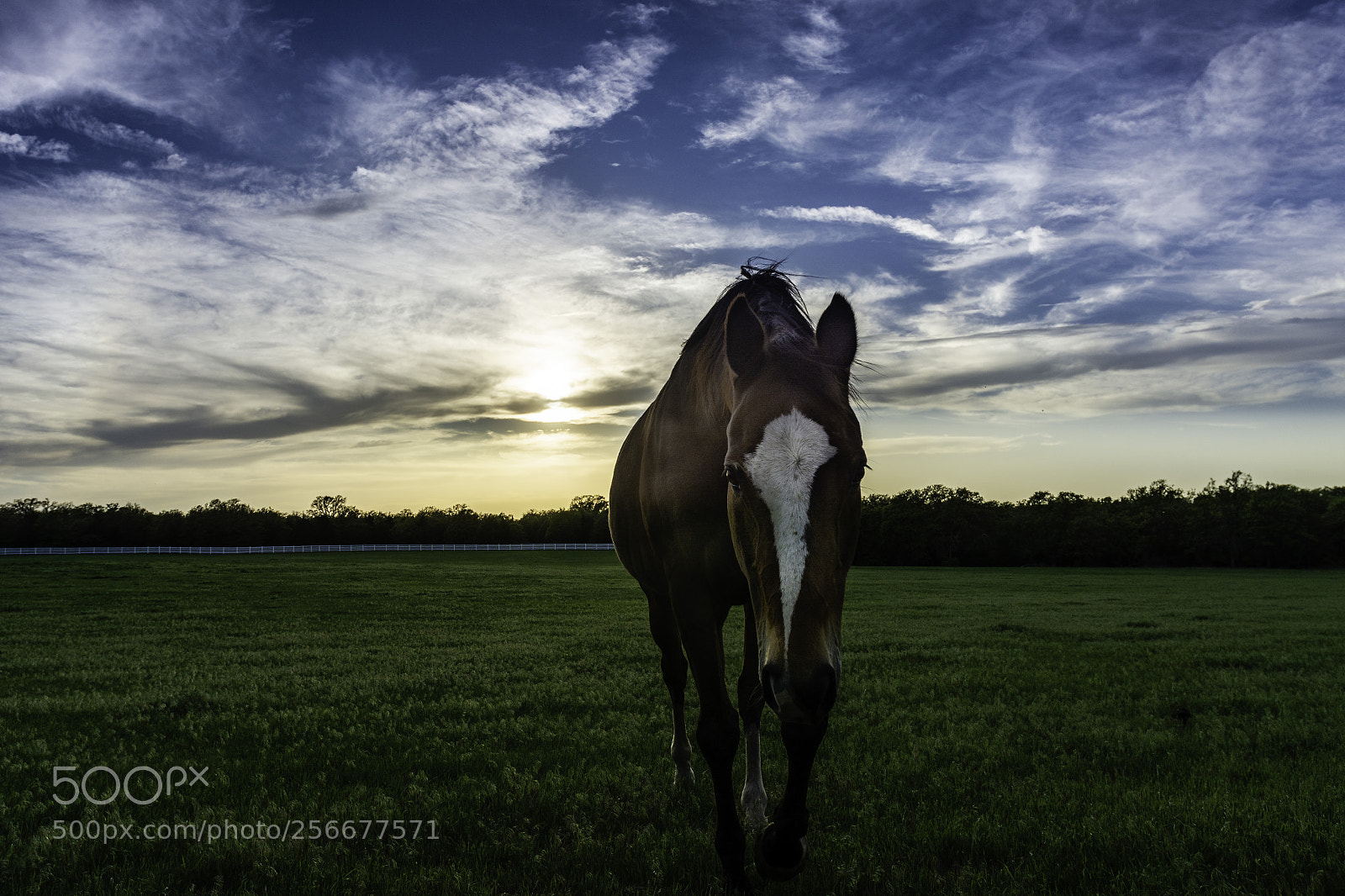Nikon D7100 sample photo. Horse at sunset photography