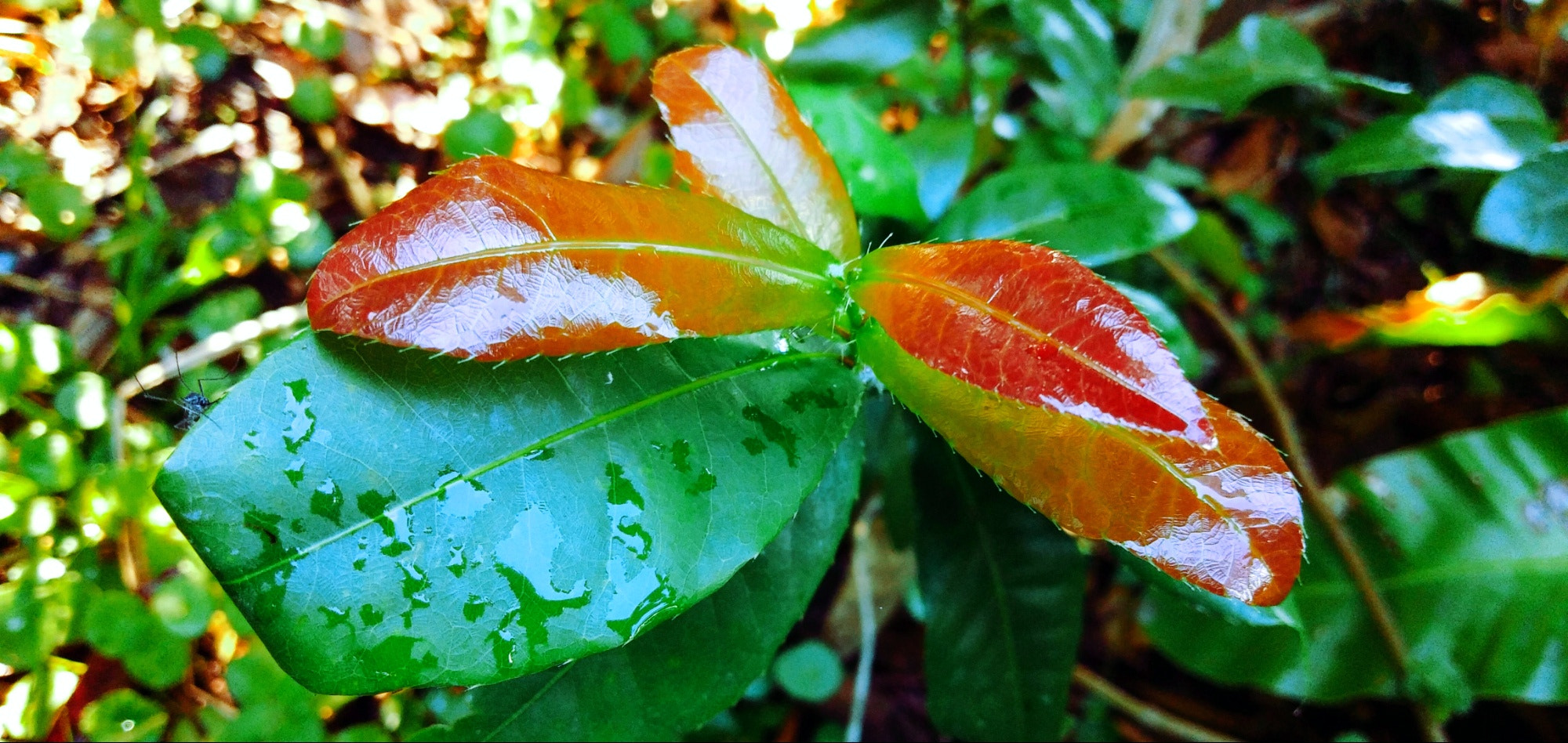 vivo V9 6GB sample photo. Gradient photography