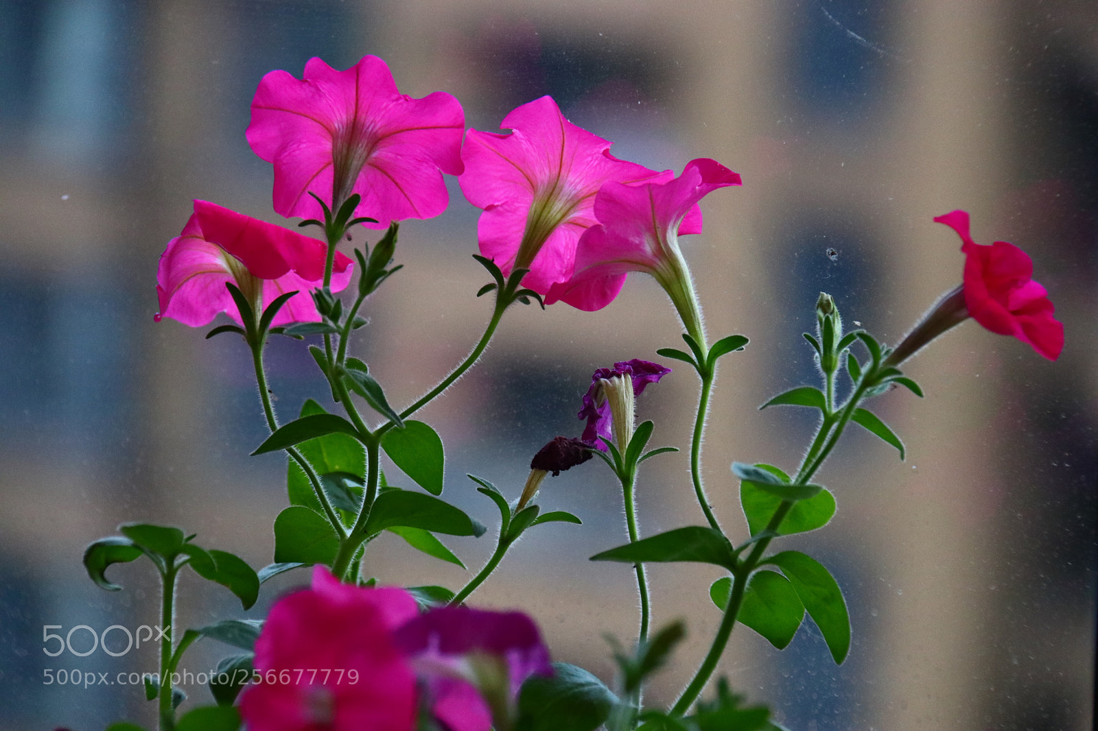 Canon EOS 80D sample photo. Untitled photography