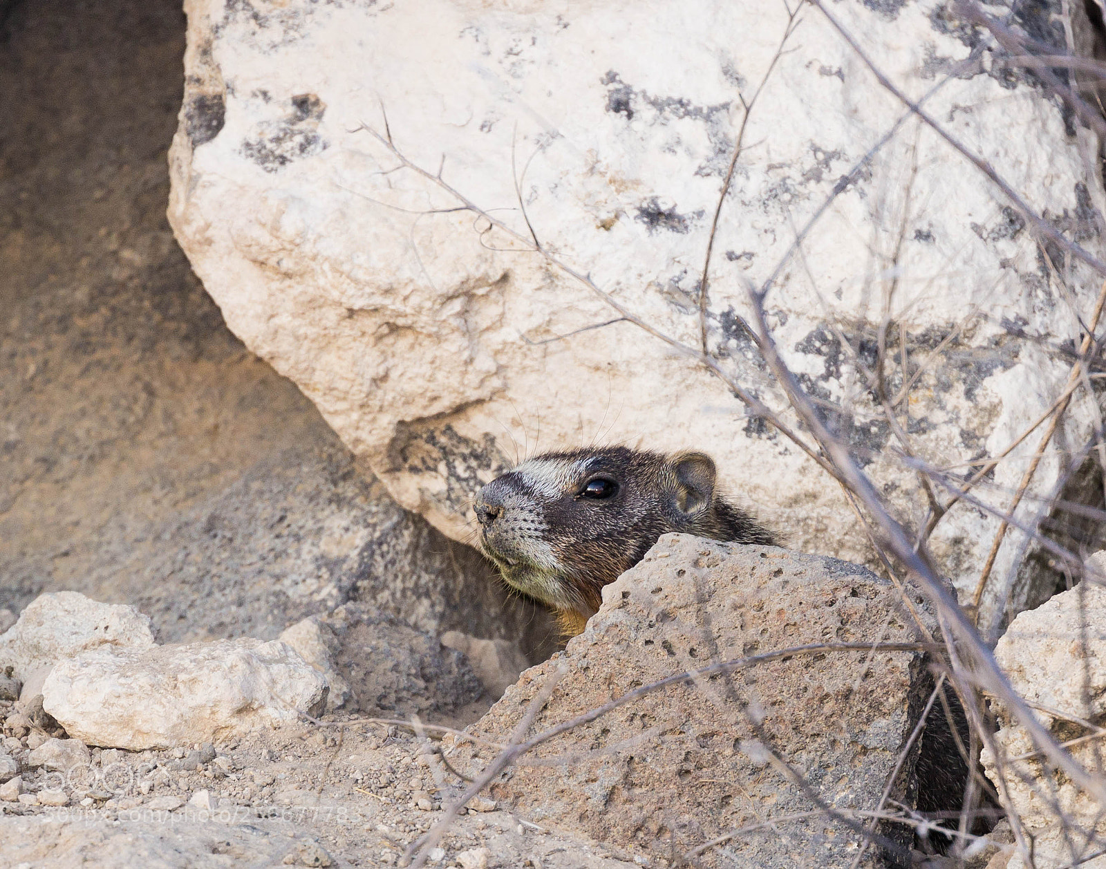 Canon EOS 600D (Rebel EOS T3i / EOS Kiss X5) sample photo. Marmot photography