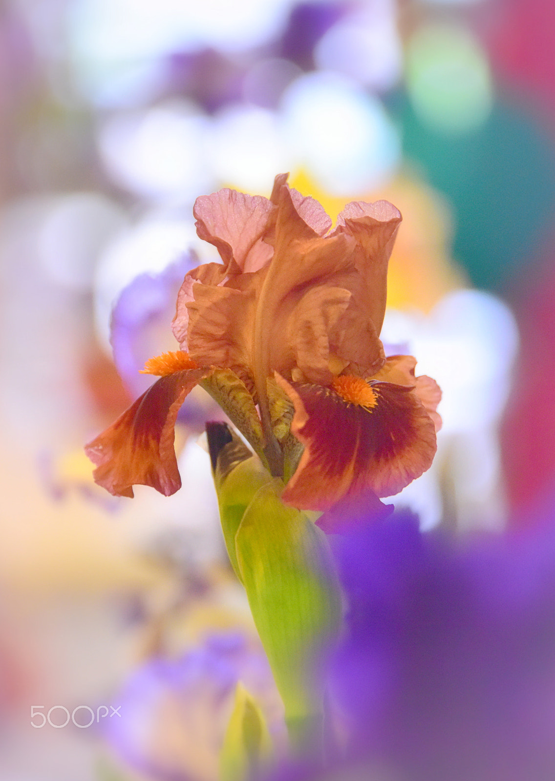 Nikon D810 sample photo. At a time of renewal photography