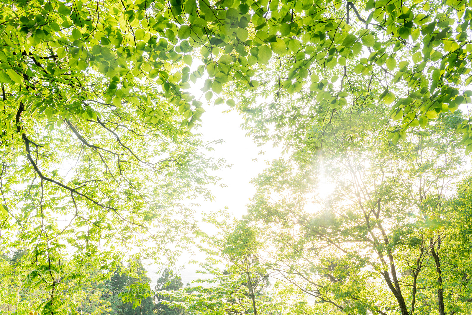 Sony a7R III sample photo. Green shower photography