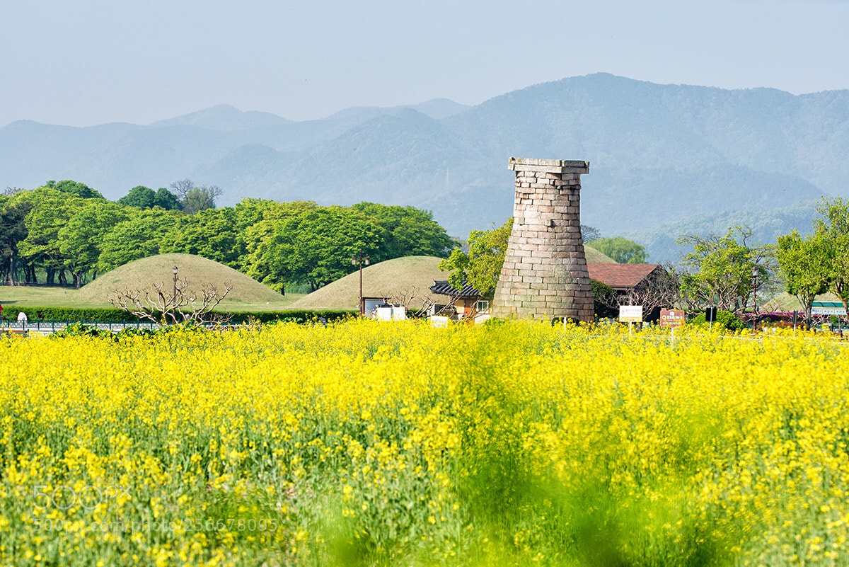 Nikon D800 sample photo. 첨성대 봄 photography