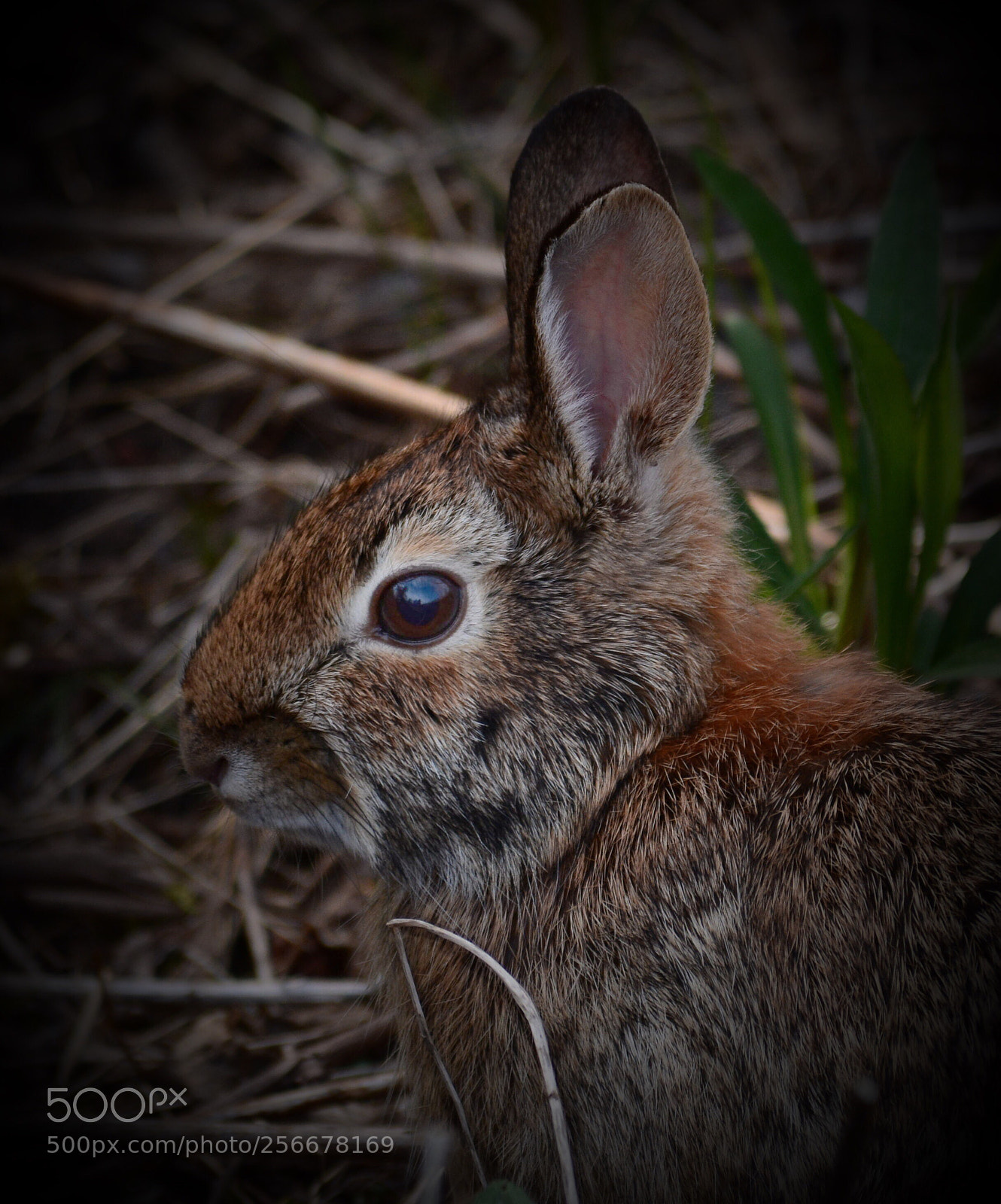 Nikon D7100 sample photo. Jack photography