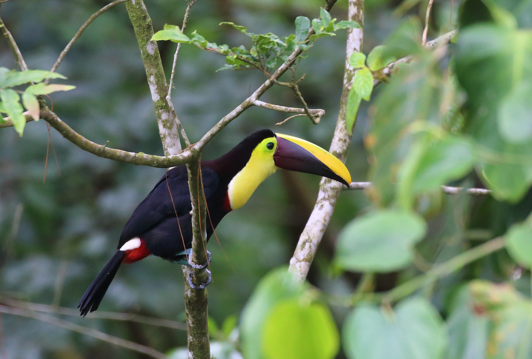Canon EOS 6D sample photo. Emblème costaricain photography