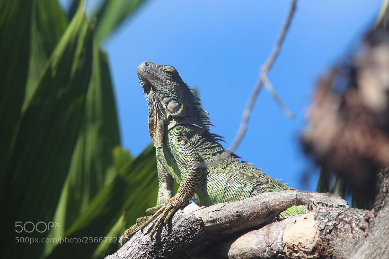 Canon EOS 700D (EOS Rebel T5i / EOS Kiss X7i) sample photo. Green iguana photography
