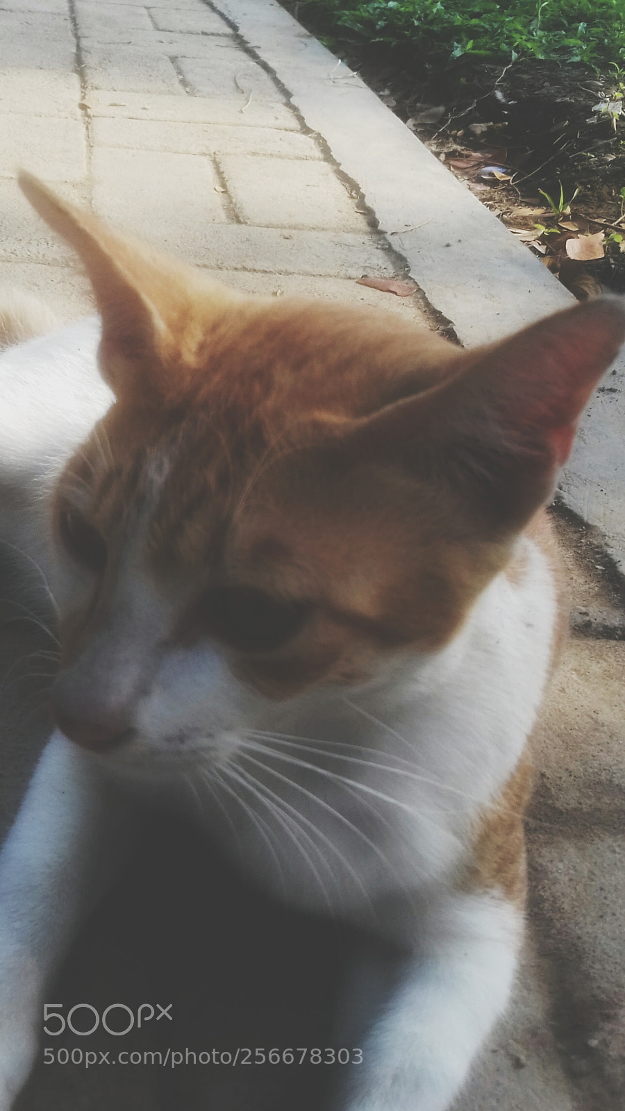 Samsung Galaxy Grand Prime sample photo. Untitled photography
