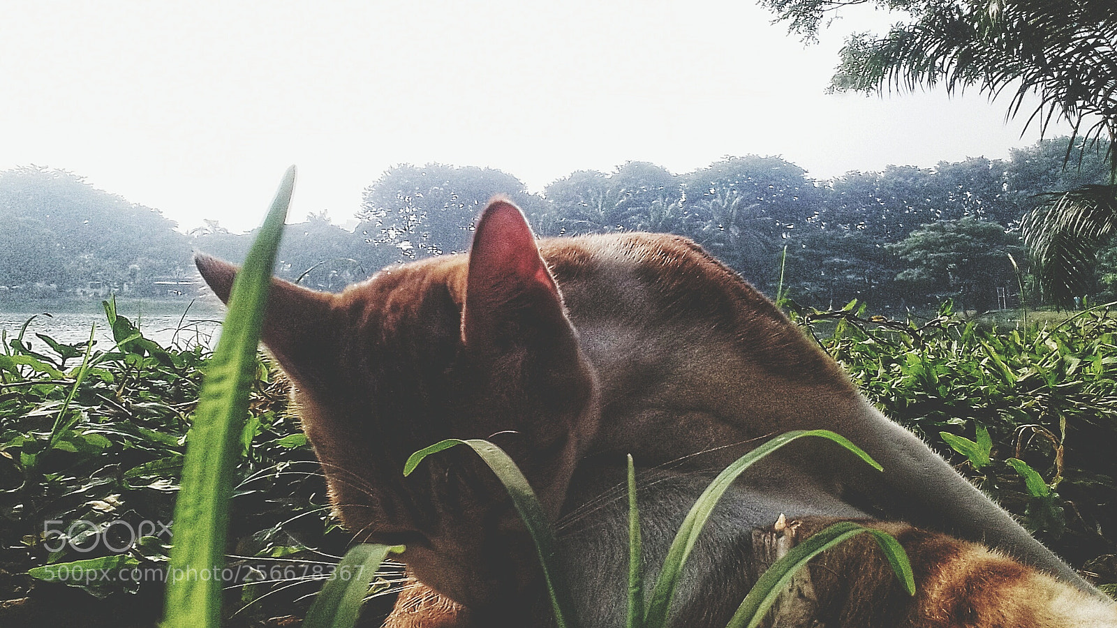 Samsung Galaxy Grand Prime sample photo. Untitled photography