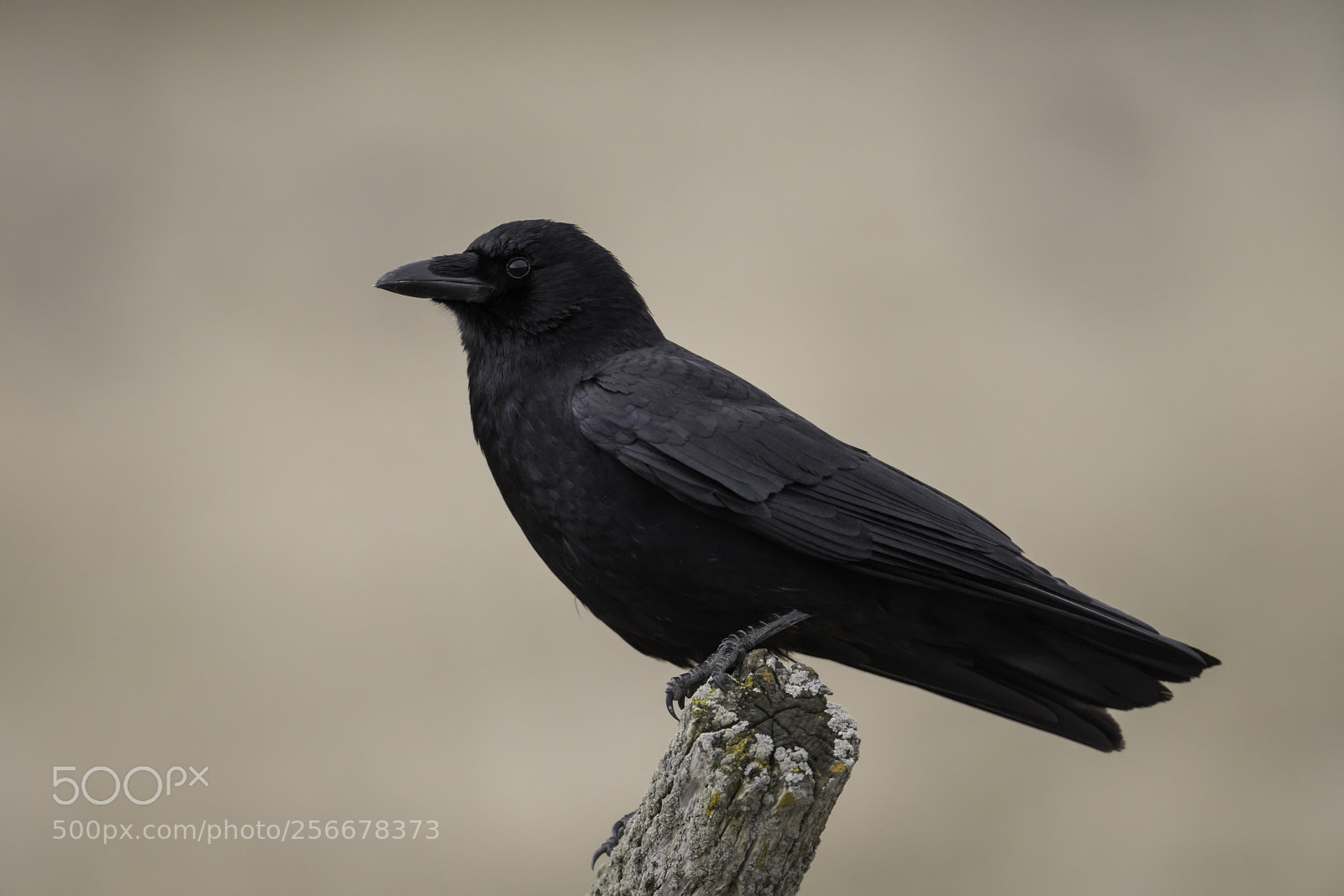 Nikon D850 sample photo. A crow pauses... photography