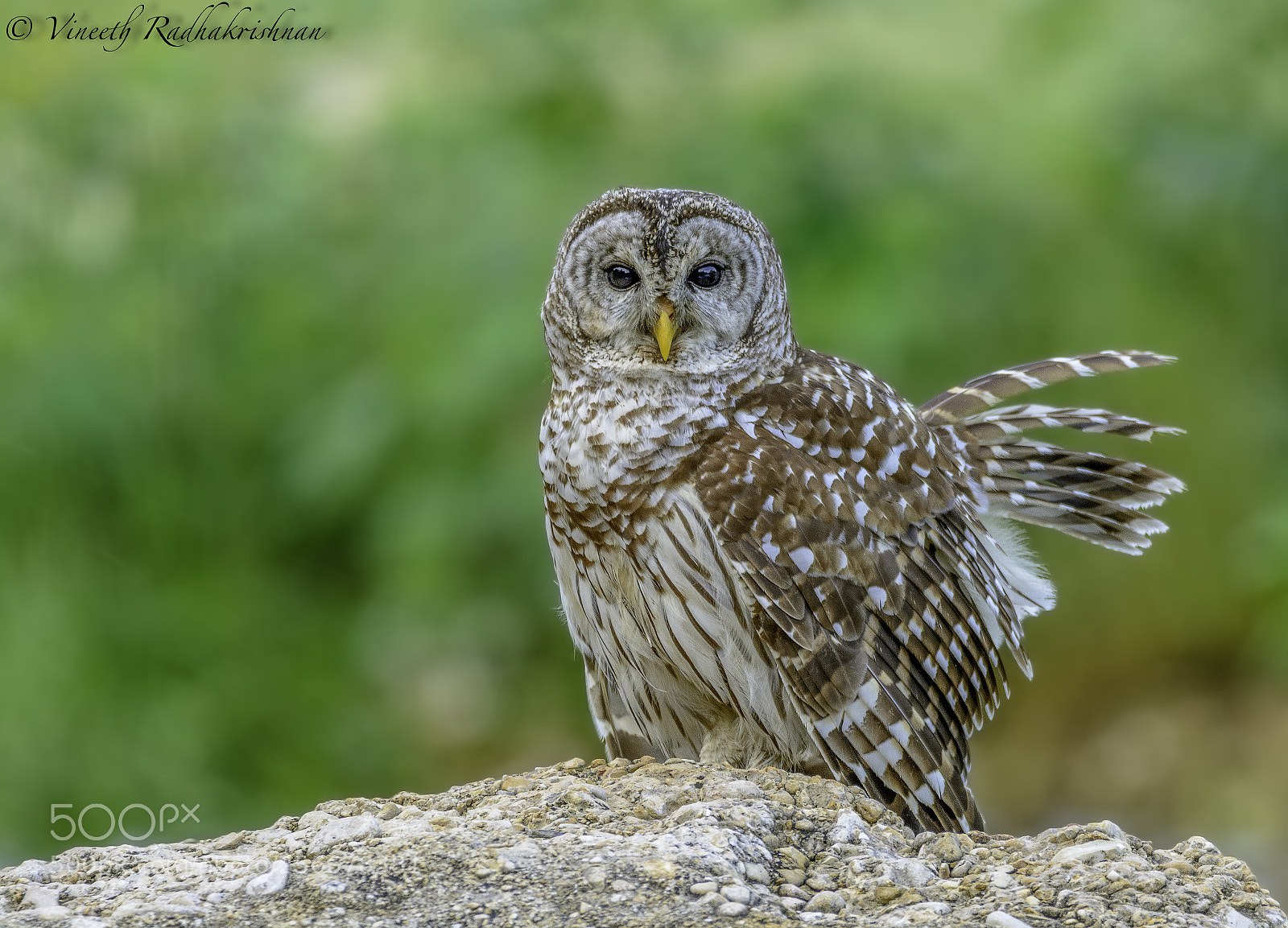 Nikon D7100 sample photo. Barred owl photography