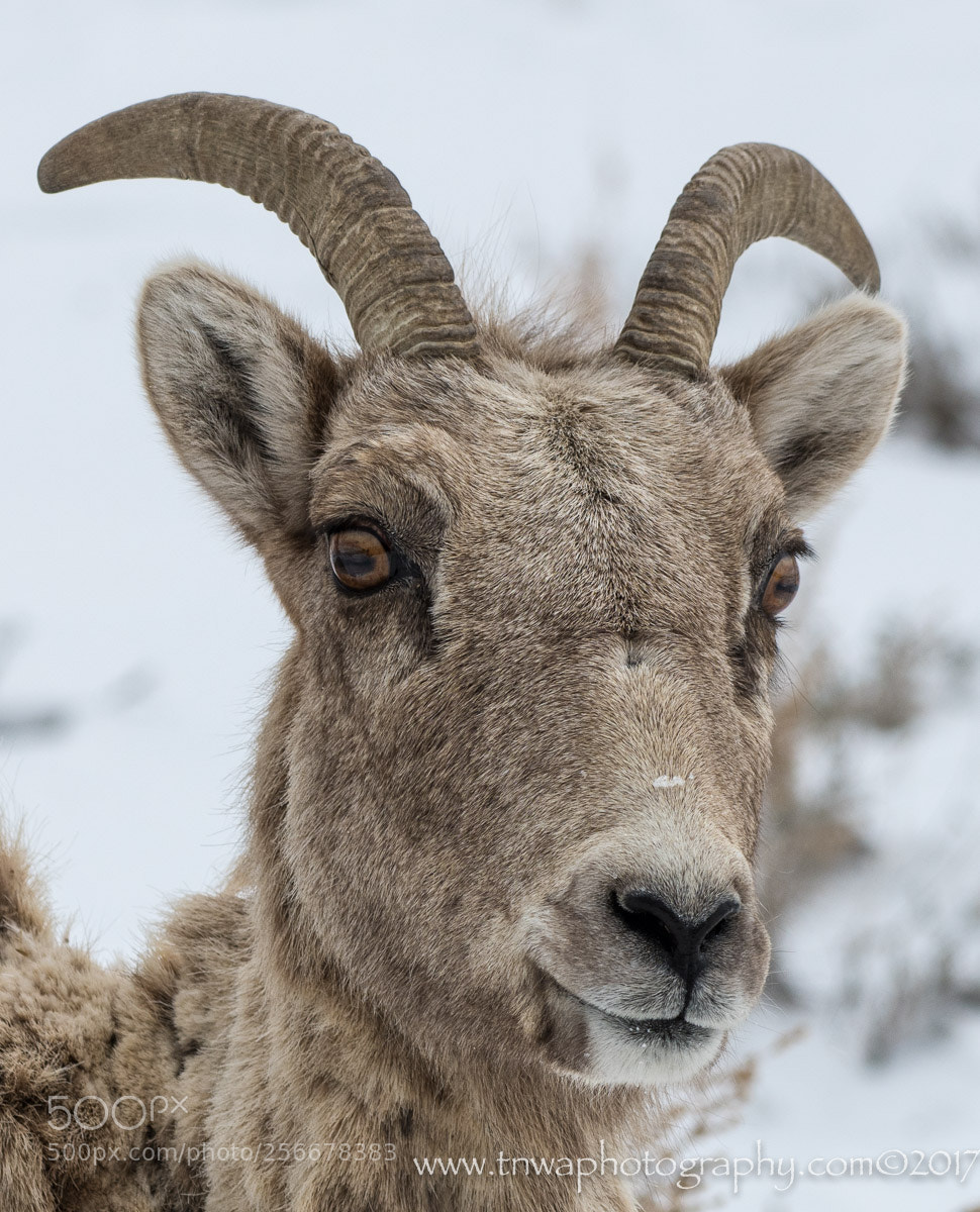 Nikon D850 sample photo. Good morning to "ewe" photography