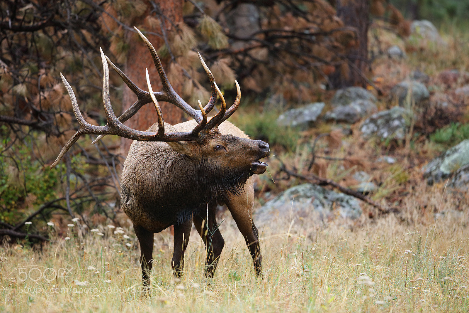 Canon EOS 5DS R sample photo. Beautiful bull elk, rocky photography