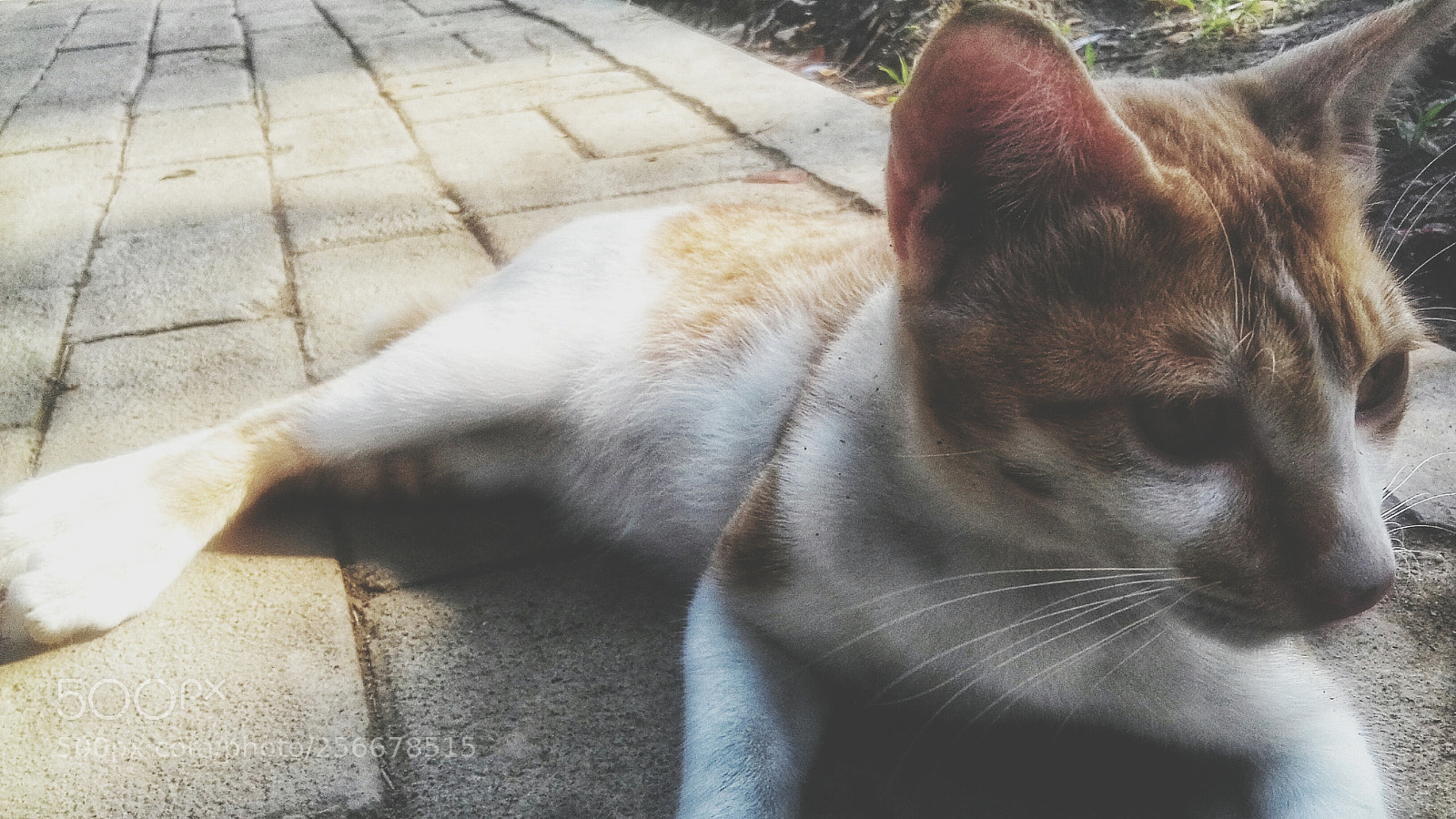 Samsung Galaxy Grand Prime sample photo. Untitled photography