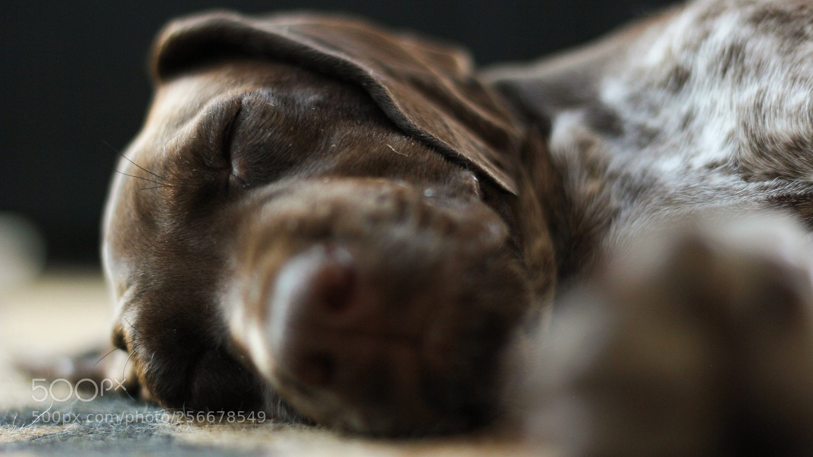 Canon EOS 60D sample photo. Sleeping pup photography